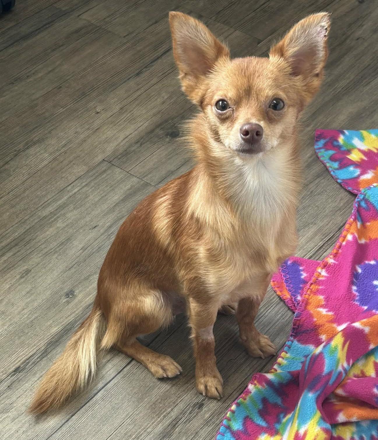 Papi, Adopted, Puppy Male Pomeranian & Chihuahua.