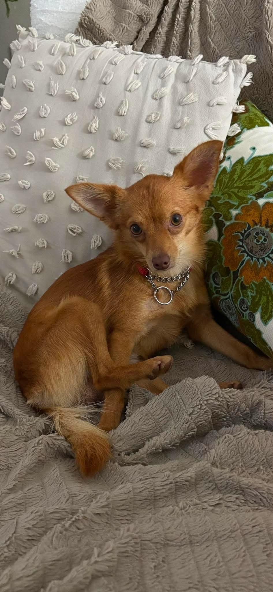 Papi, a Adopted mixed breed in West Des Moines, IA image 3/3