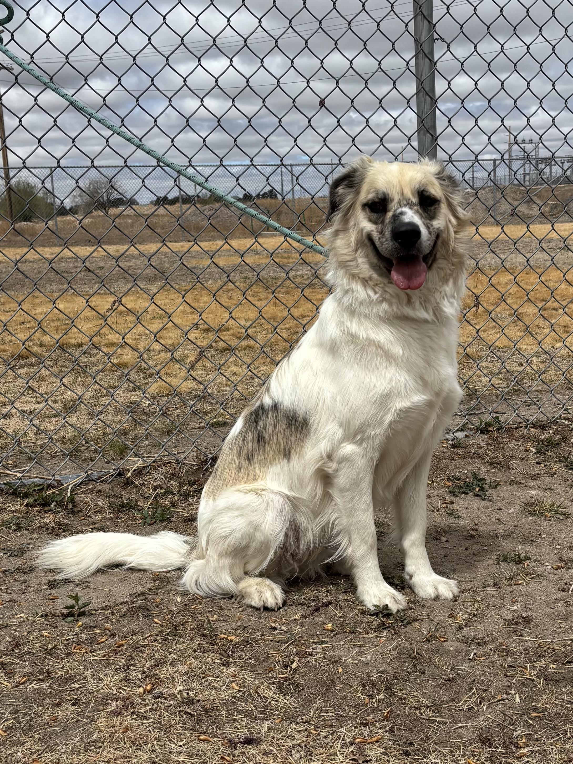 Enlarge Delta, an adoptable mixed breed in Torrington, WY image 1/5
