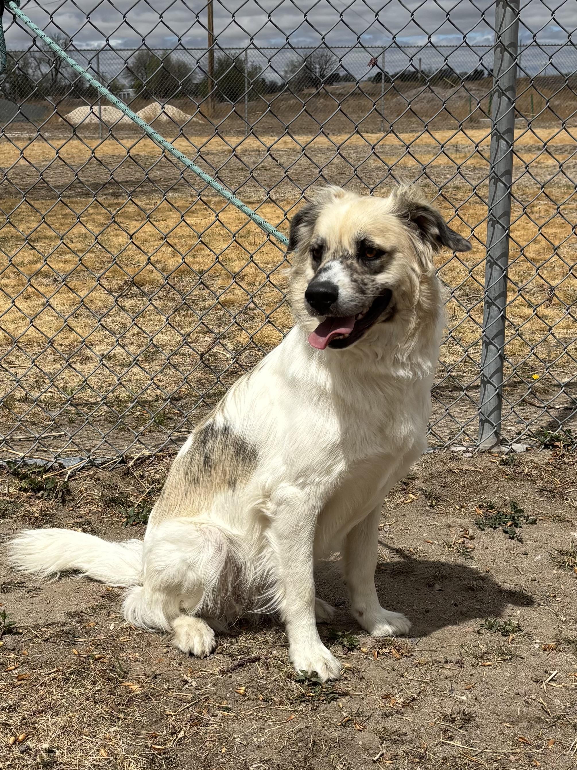 Enlarge Delta, an adoptable mixed breed in Torrington, WY image 2/5