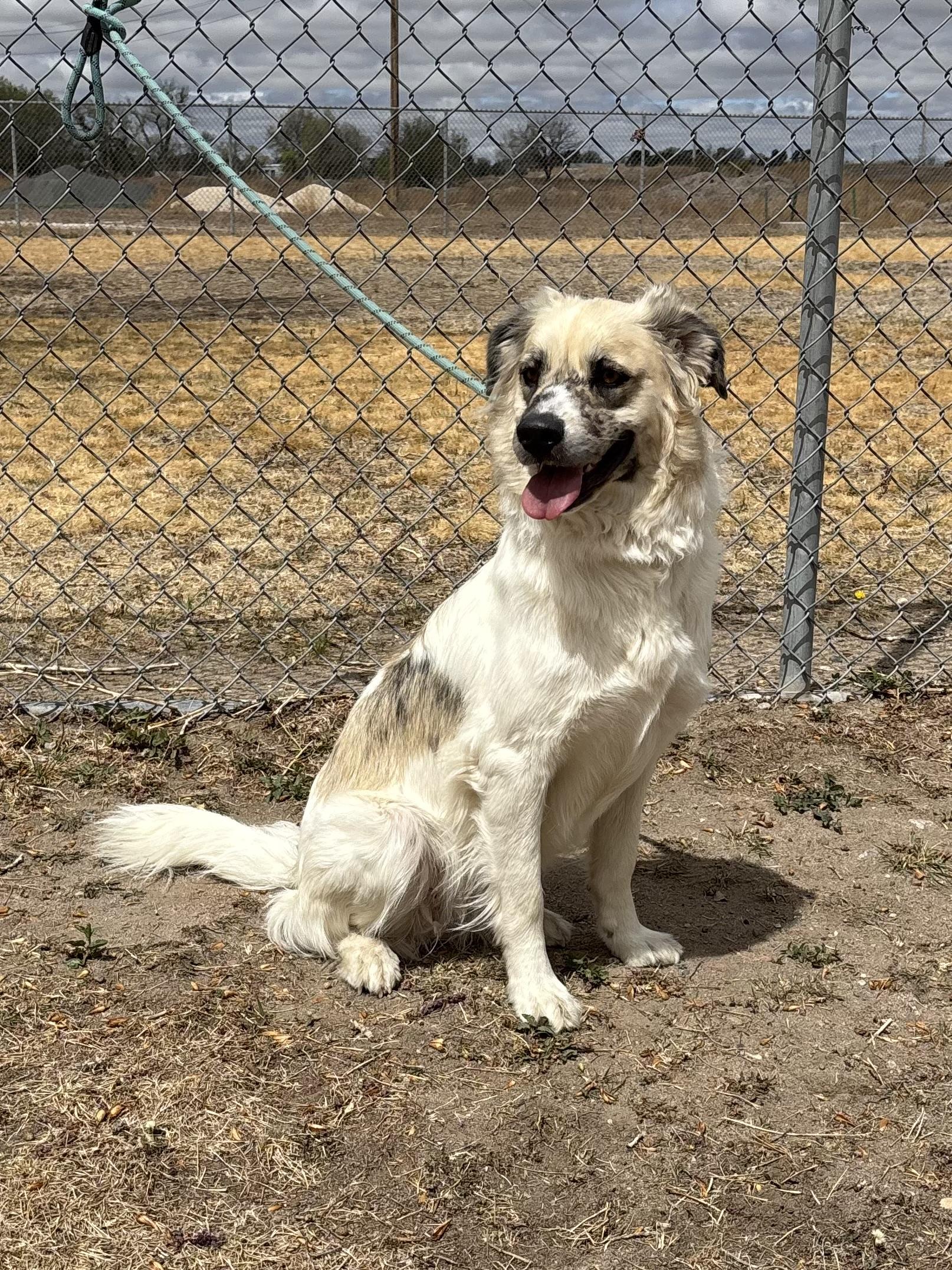 Enlarge Delta, an adoptable mixed breed in Torrington, WY image 4/5