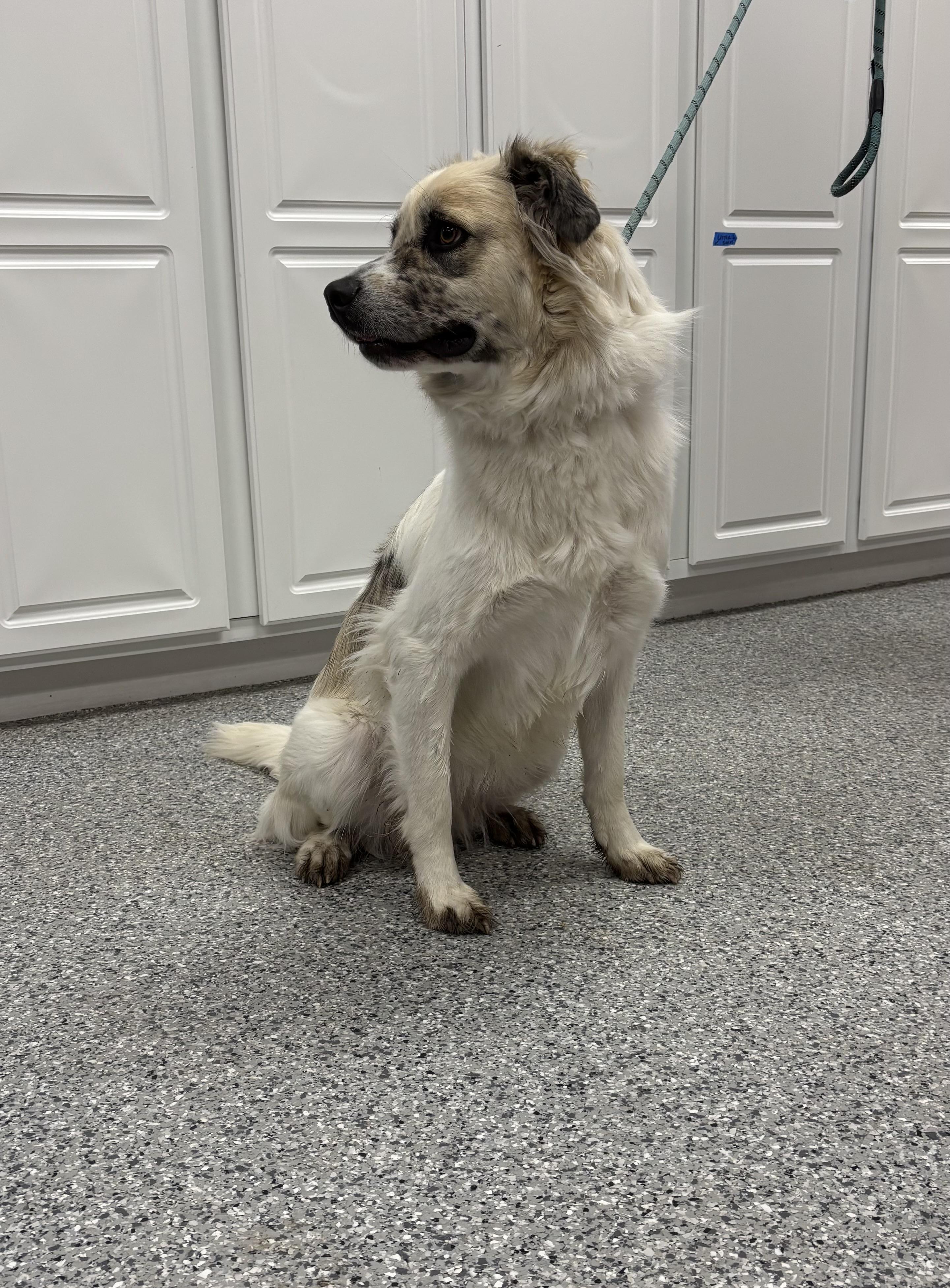 Enlarge Delta, an adoptable mixed breed in Torrington, WY image 5/5