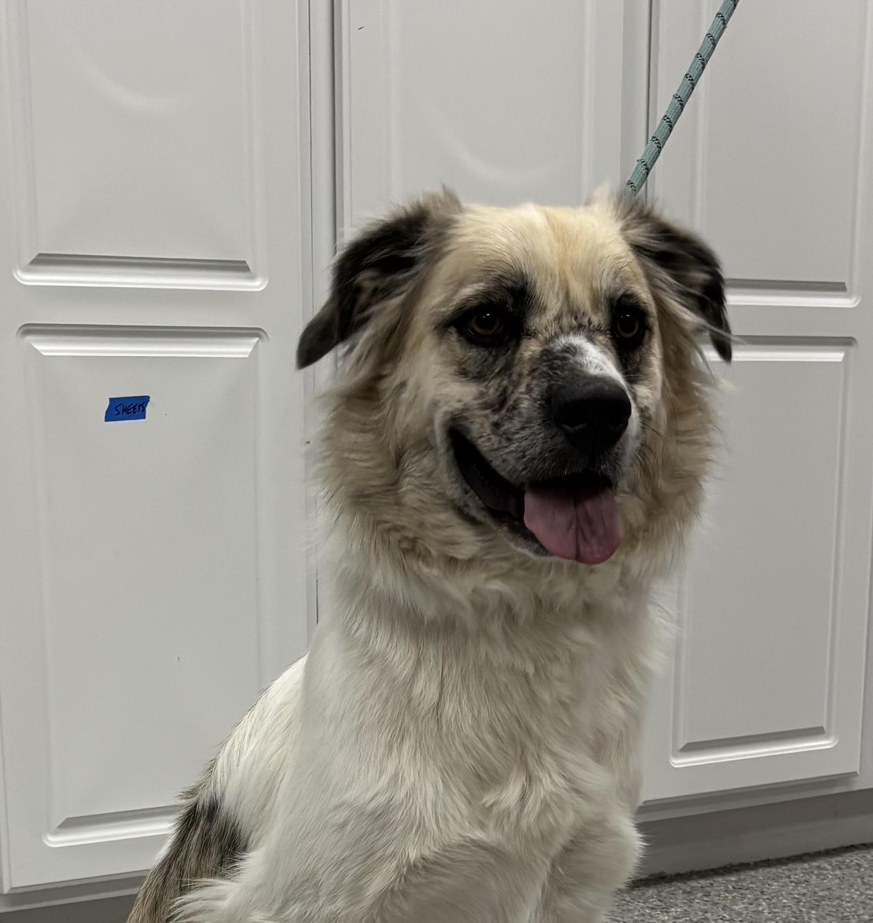 Enlarge Delta, an adoptable mixed breed in Torrington, WY image 3/5