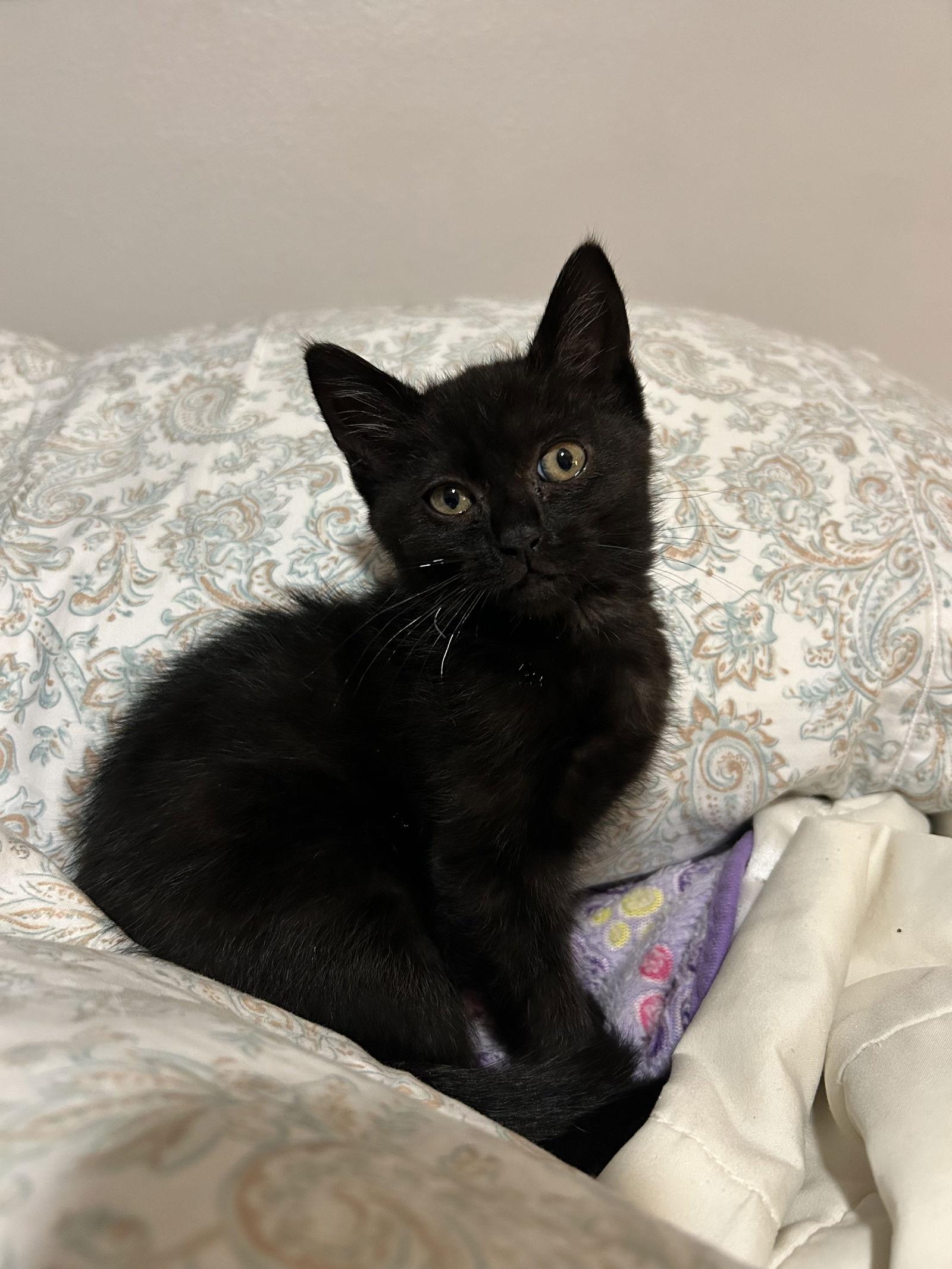 Knightly, a Adoptable Domestic Short Hair in Orlando, FL image 1/3