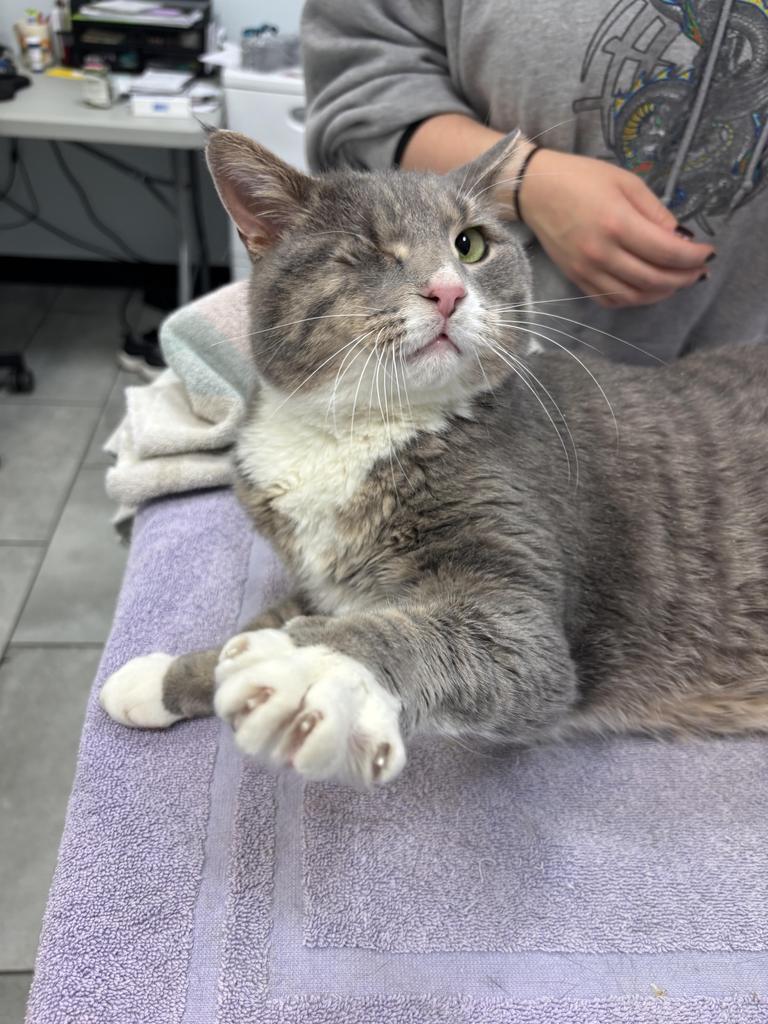 Oden, Adopted, Adult Male Domestic Short Hair.