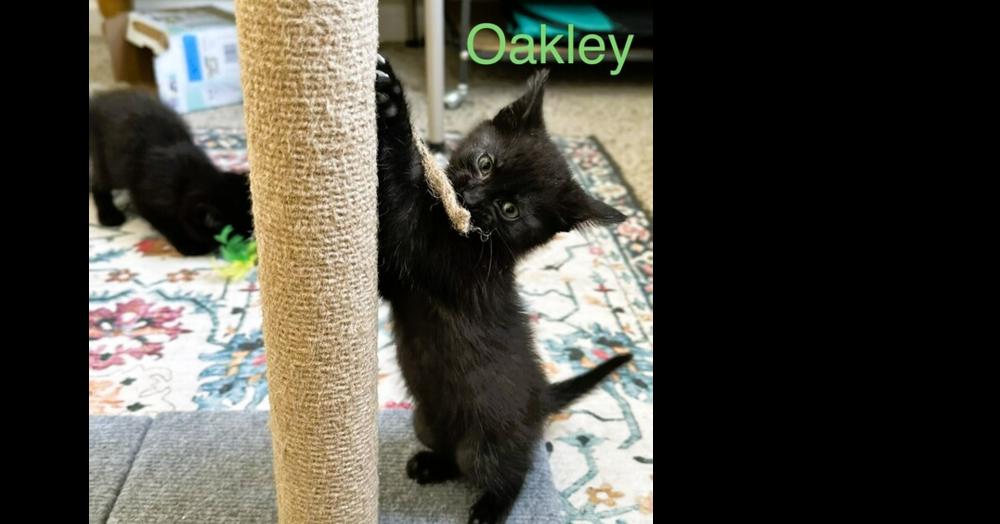 Oakley, a Adoptable Domestic Short Hair in Mooresville, NC image 2/2