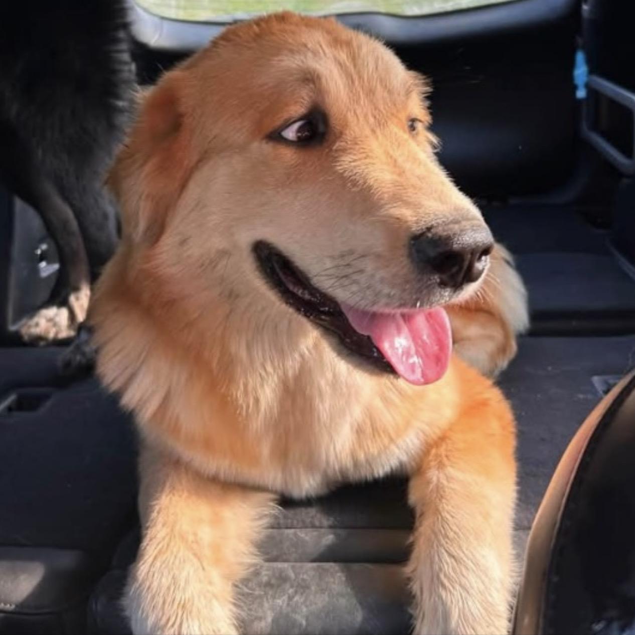 Robin, ADOPTABLE, Young Male Great Pyrenees.