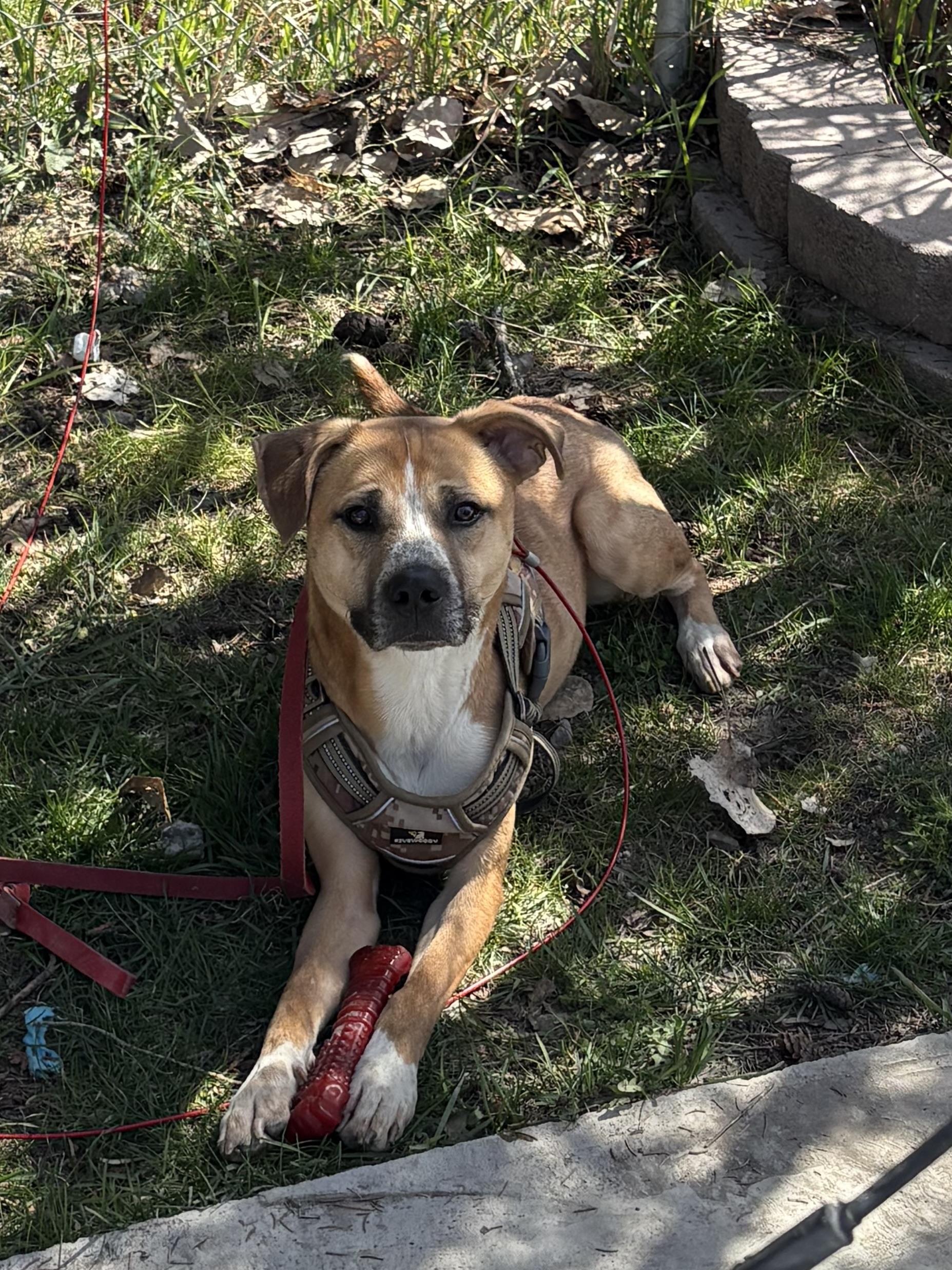 Enlarge River , a ADOPTABLE mixed breed in Choteau, MT image 2/2