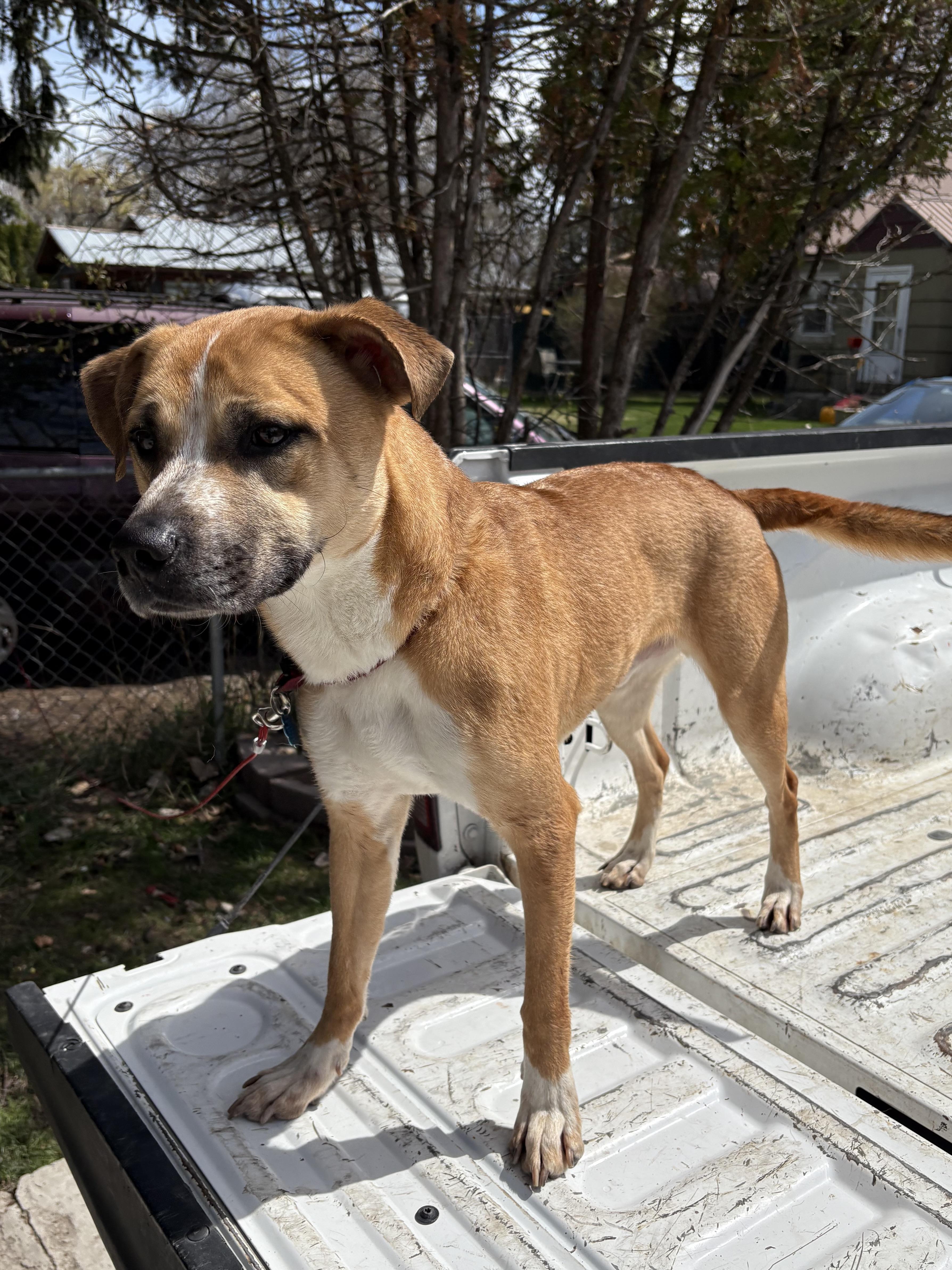 River , ADOPTABLE, Young Male German Shepherd Dog.