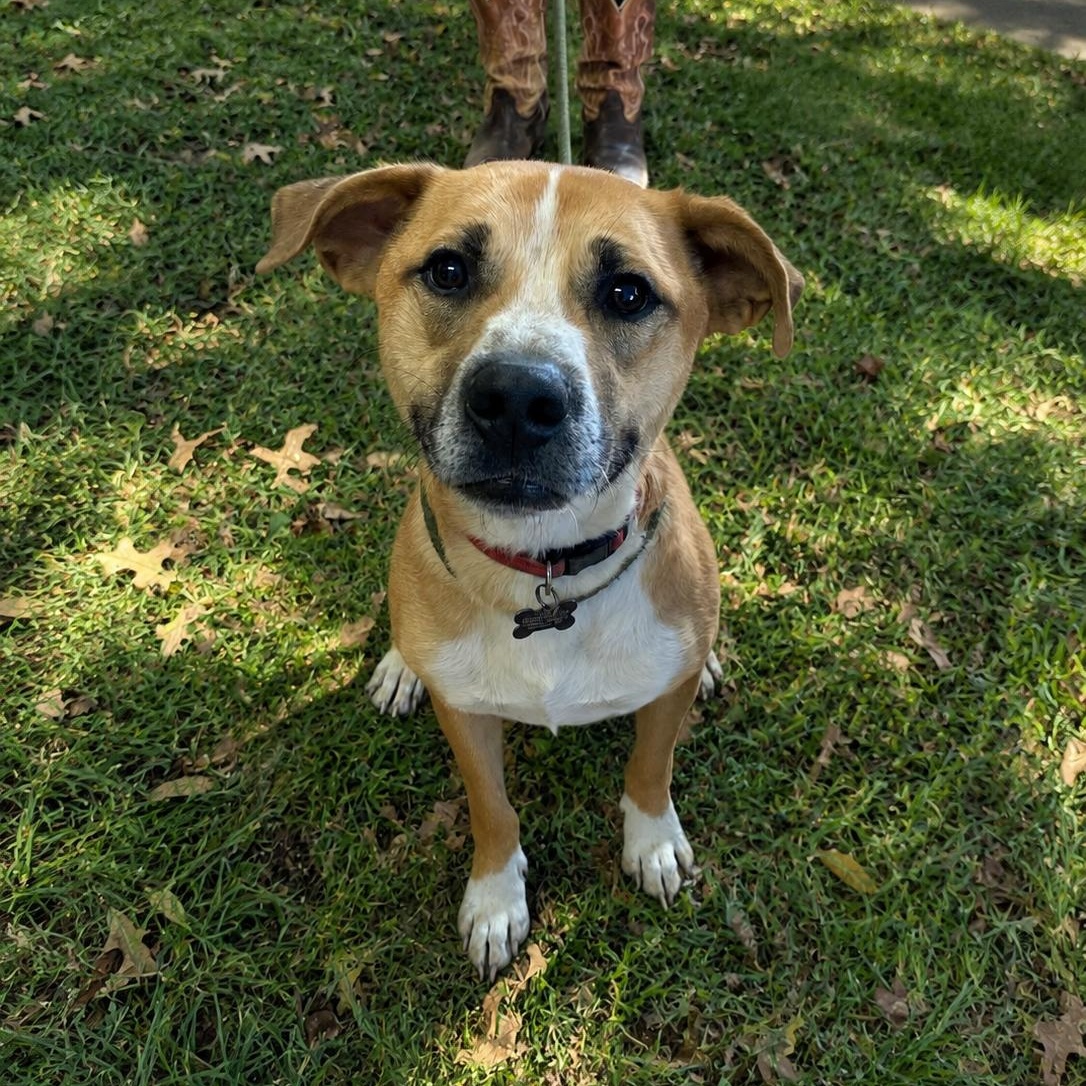 Enlarge River , a ADOPTABLE mixed breed in Choteau, MT image 1/3