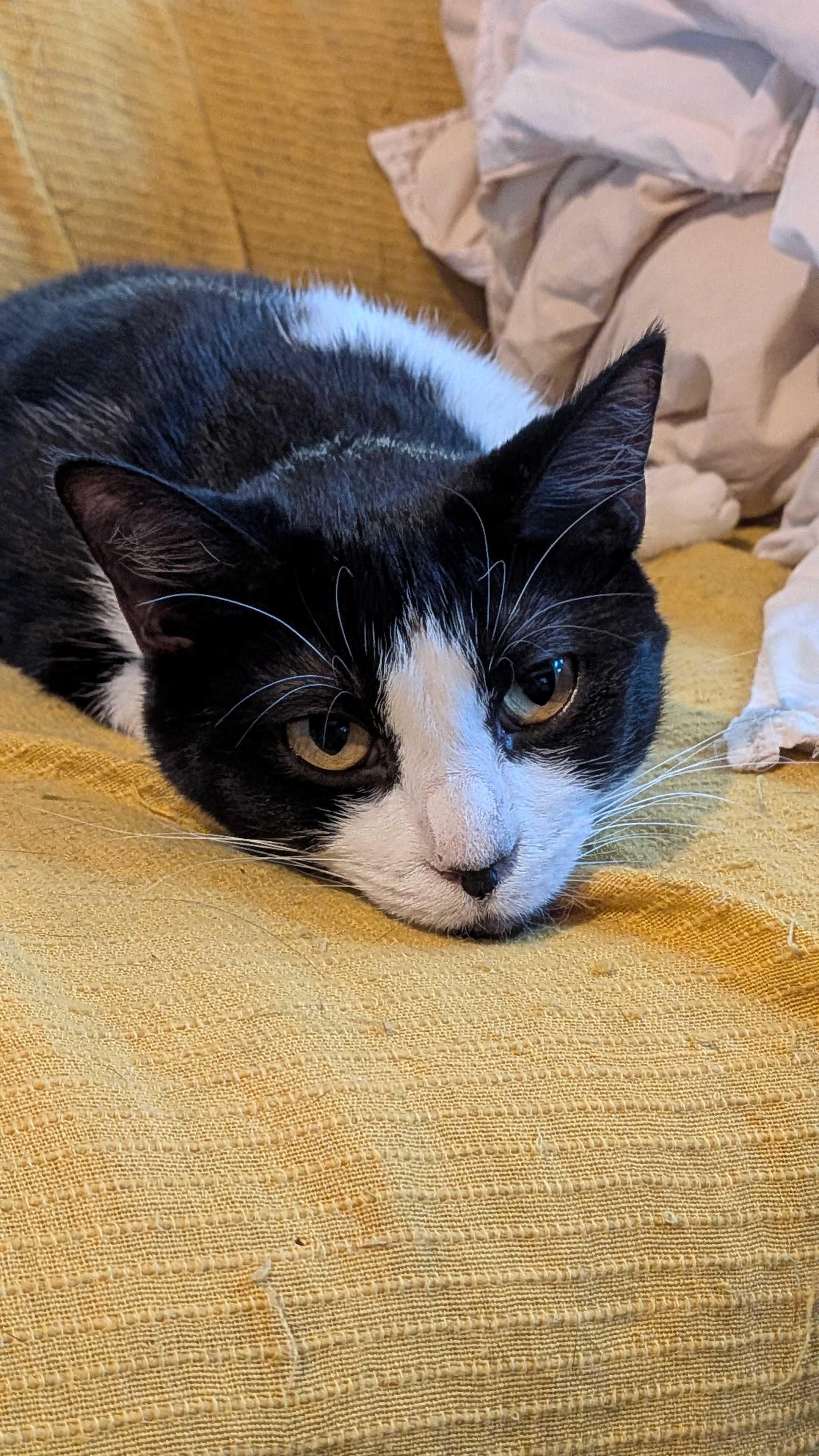 Poppy Seed, a Adoptable Tuxedo in Addison, IL image 4/5