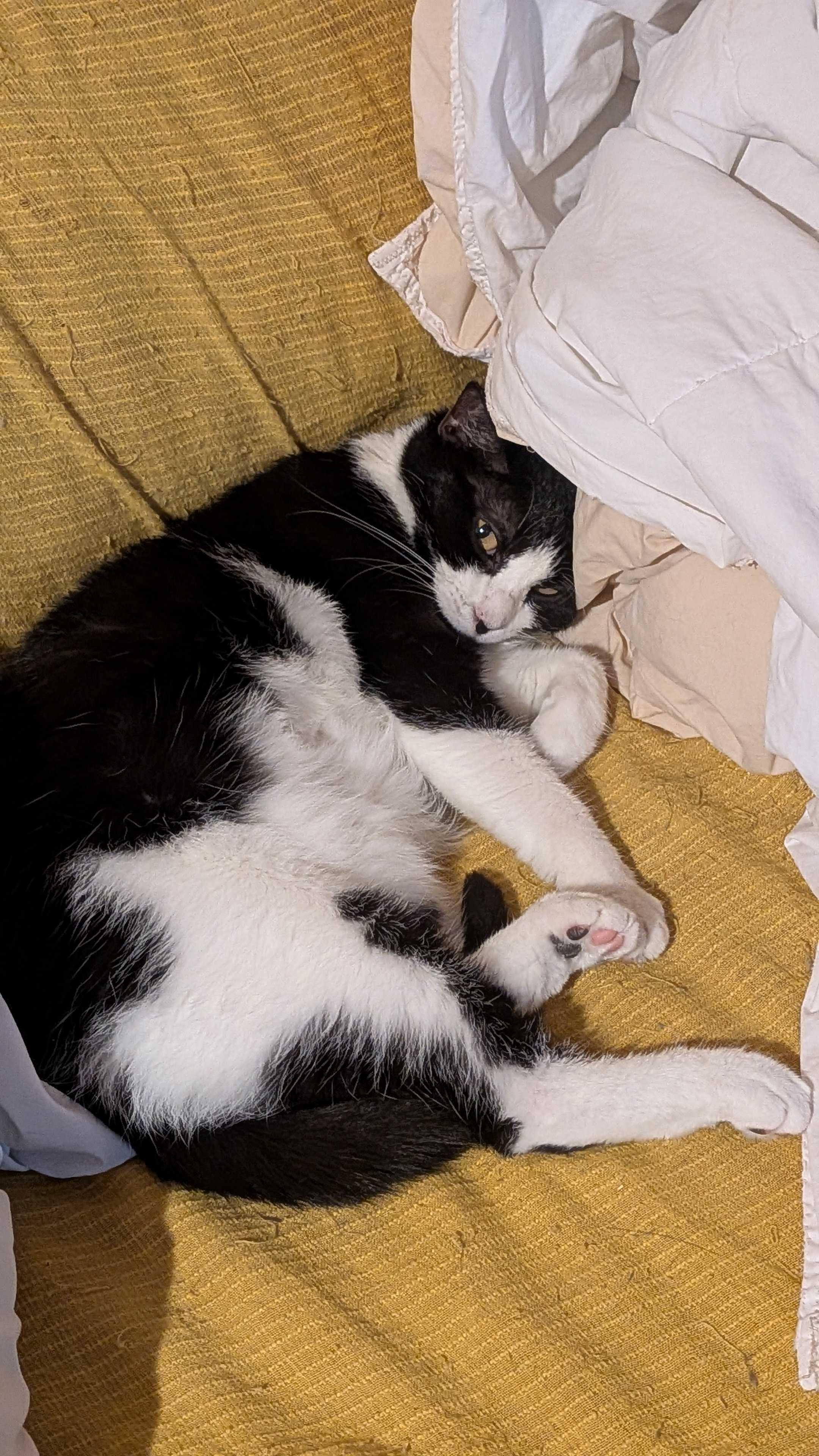 Poppy Seed, a Adoptable Tuxedo in Addison, IL image 2/5