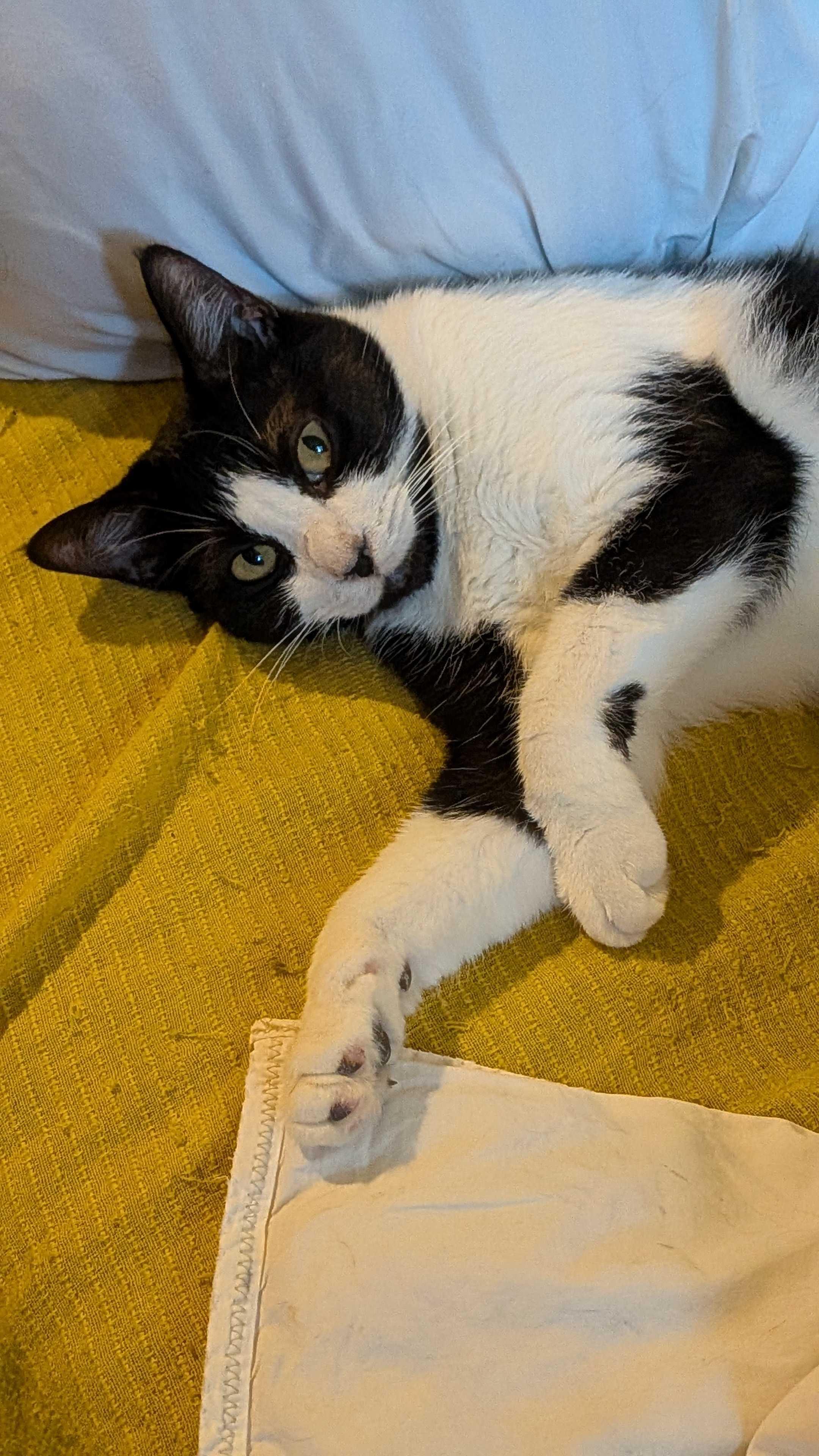 Poppy Seed, a Adoptable Tuxedo in Addison, IL image 3/5