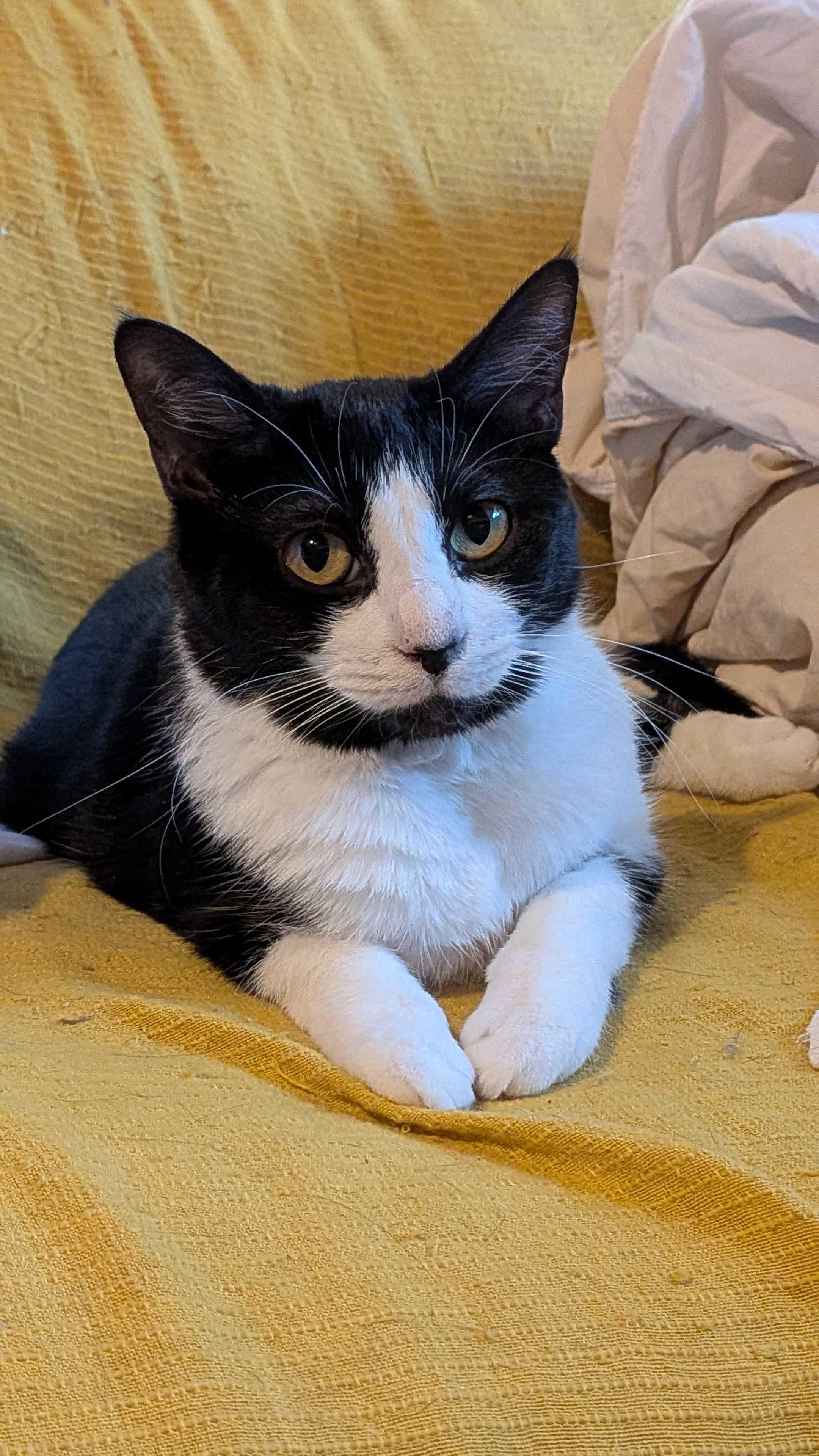 Poppy Seed, a Adoptable Tuxedo in Addison, IL image 1/5