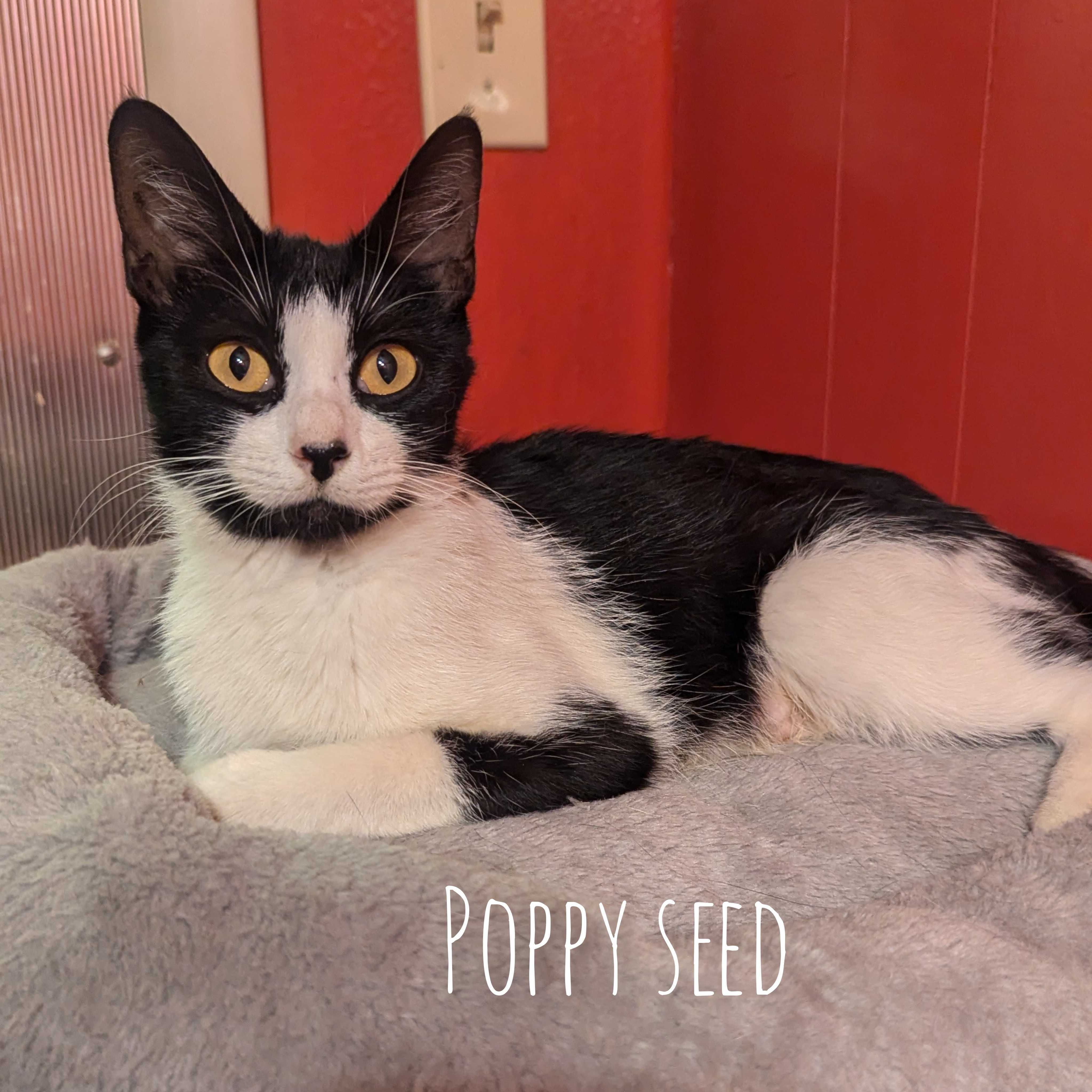Poppy Seed, a Adoptable Tuxedo in Addison, IL image 5/5
