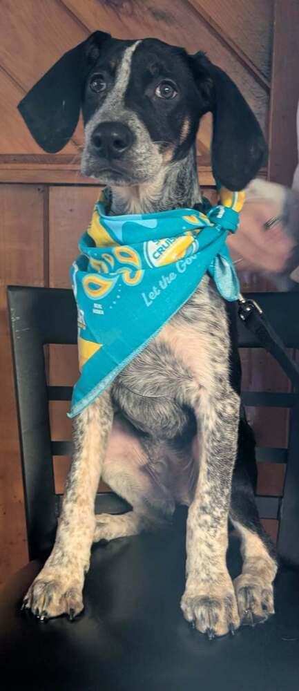 Jess, Adoptable, Puppy Male Australian Cattle Dog / Blue Heeler.