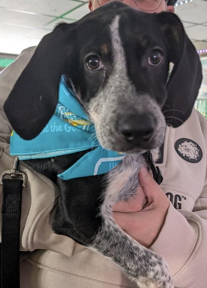 Enlarge Jess, a Adoptable mixed breed in Alden, NY image 3/4