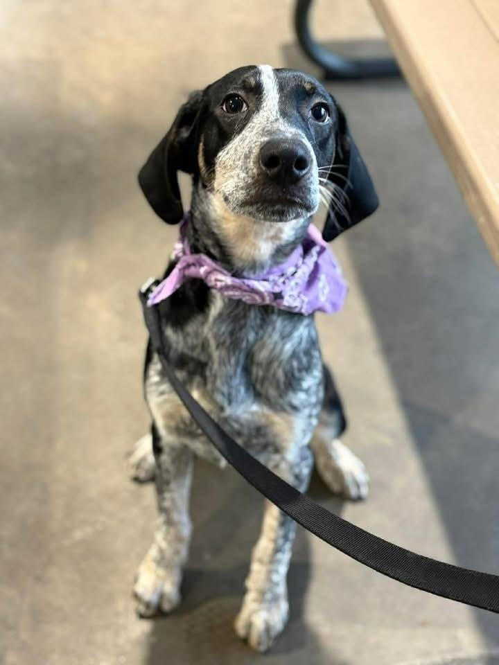 Enlarge Jess, a Adoptable mixed breed in Alden, NY image 4/4