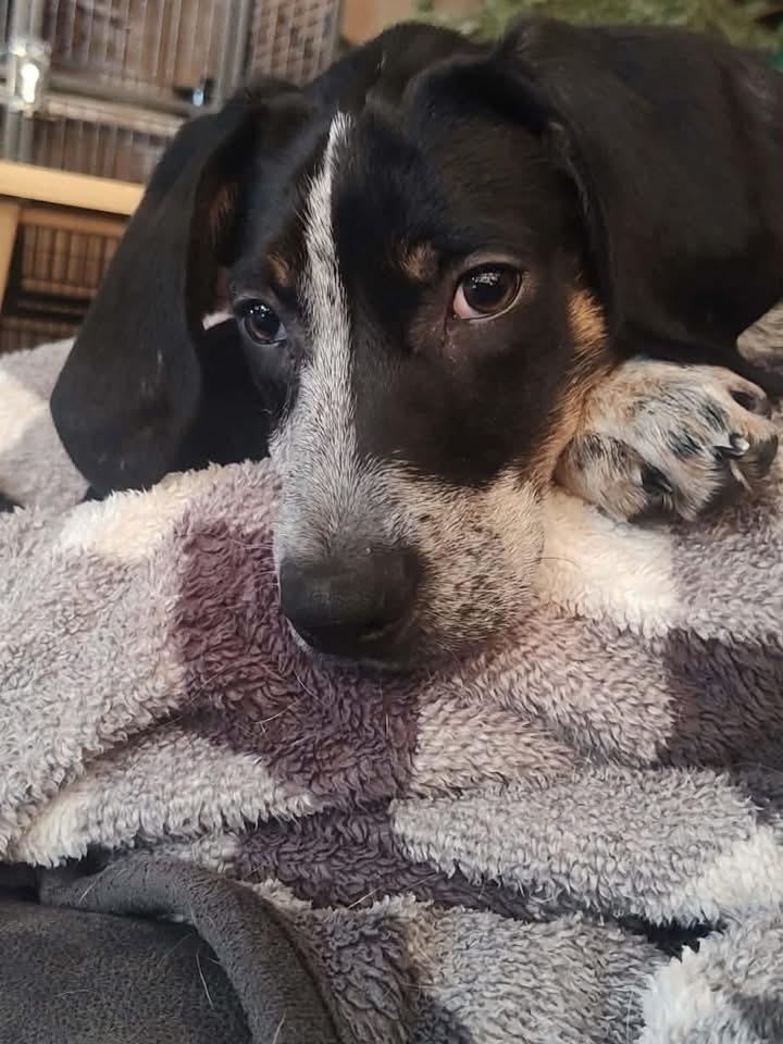 Enlarge Jess, a Adoptable mixed breed in Alden, NY image 2/2