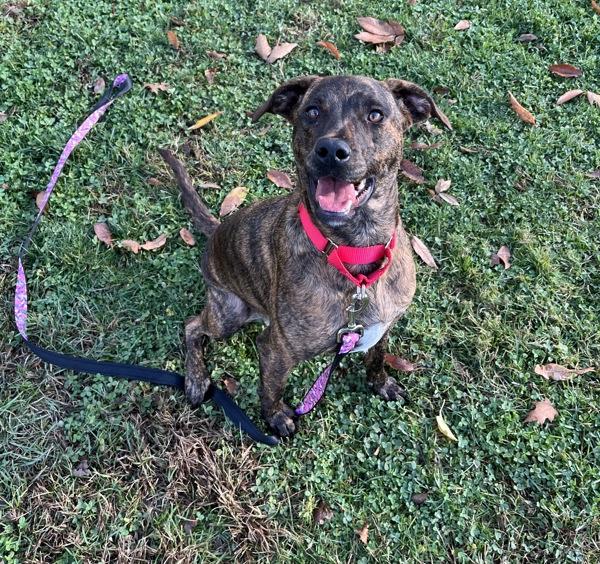 Enlarge Daisy Mae, a Adoptable mixed breed in Stratham, NH image 1/2