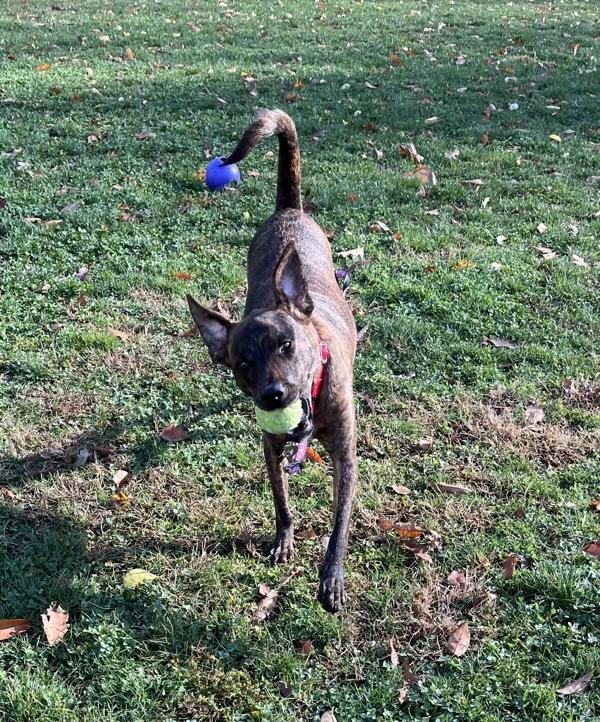 Enlarge Daisy Mae, a Adoptable mixed breed in Stratham, NH image 2/2