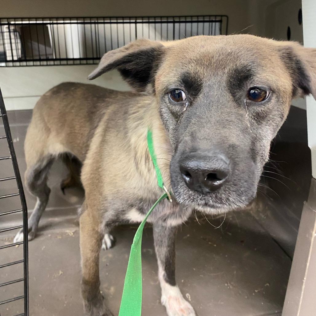 Aria, Adoptable, Adult Female Mixed Breed & Belgian Shepherd / Malinois.