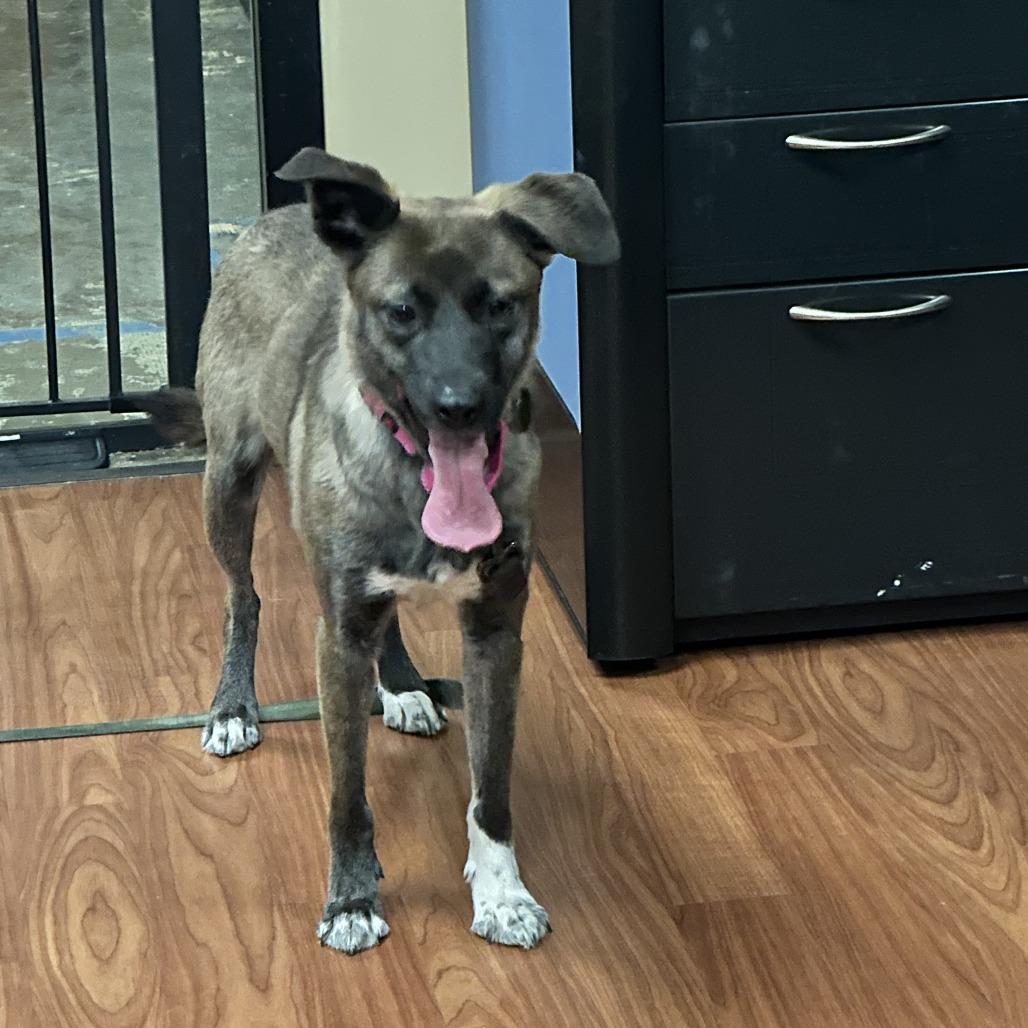 Enlarge Aria, a Adoptable mixed breed in Cheyenne, WY image 2/5