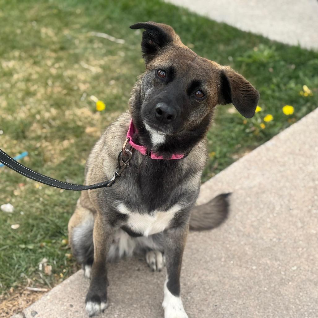 Aria, Adoptable, Adult Female Mixed Breed & Belgian Shepherd / Malinois.