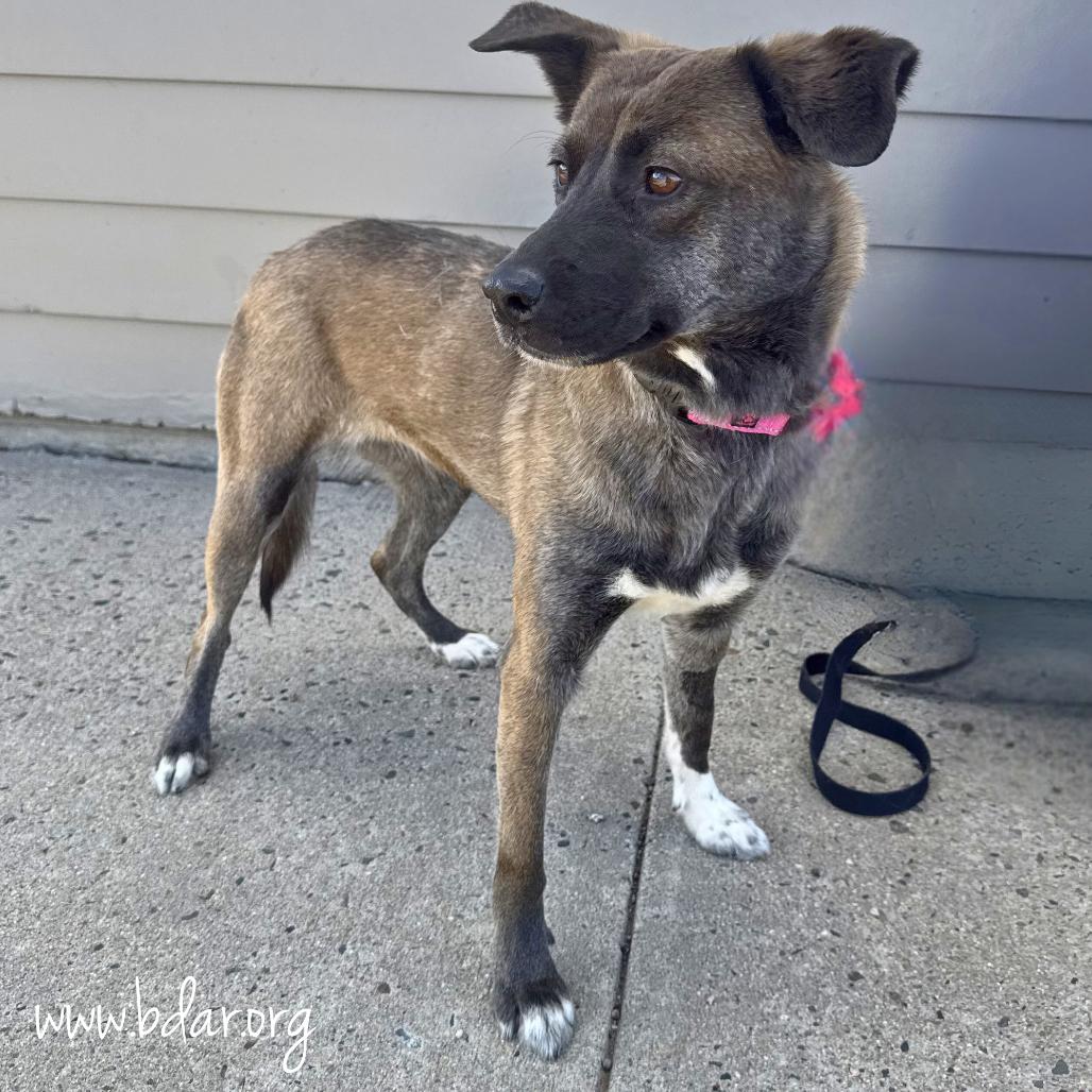 Aria, Adoptable, Adult Female Mixed Breed & Belgian Shepherd / Malinois.