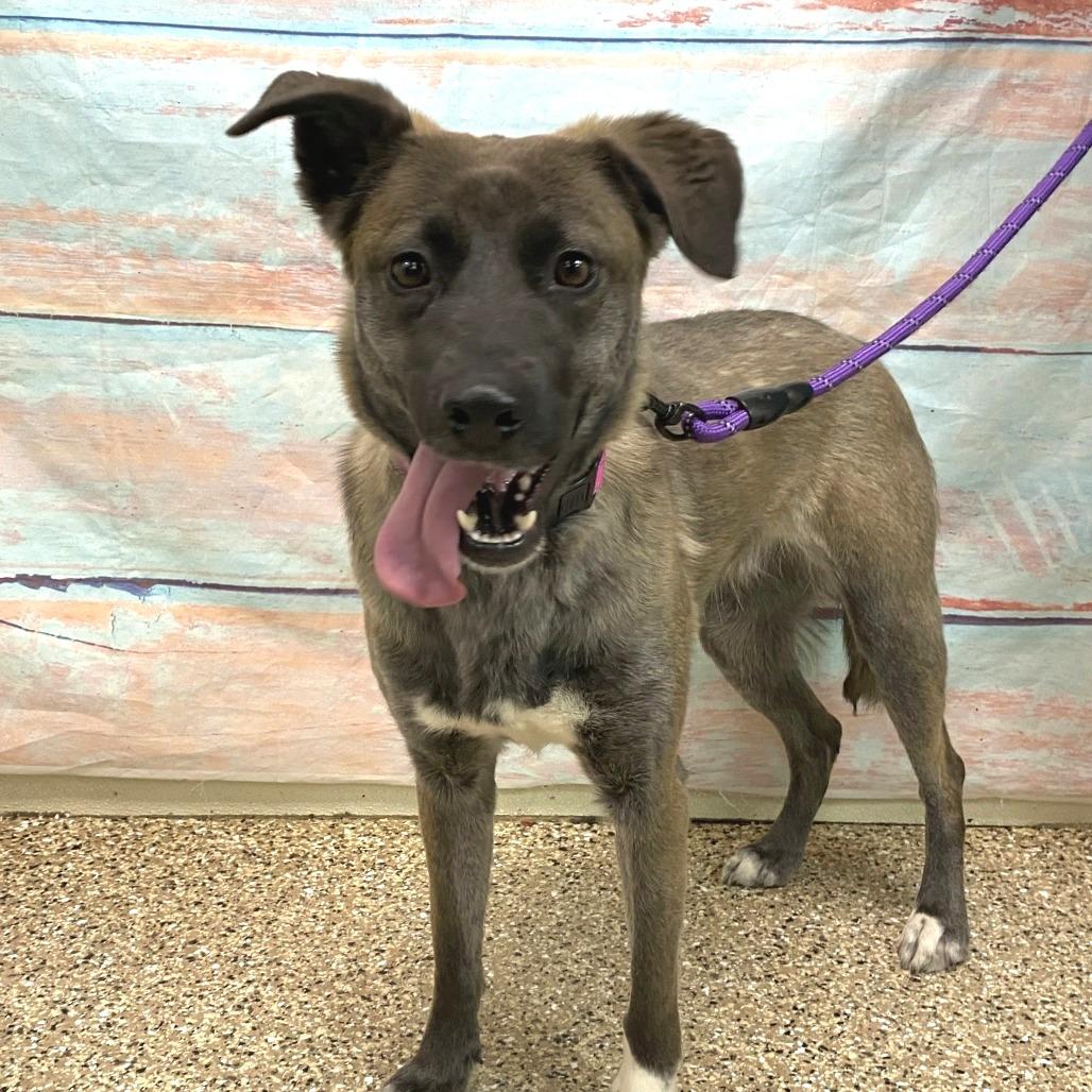 Enlarge Aria, a Adoptable mixed breed in Cheyenne, WY image 4/5