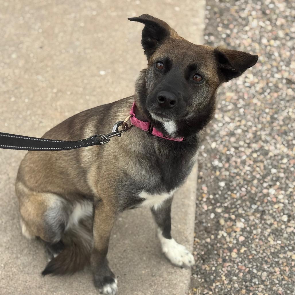 Enlarge Aria, a Adoptable mixed breed in Cheyenne, WY image 3/5