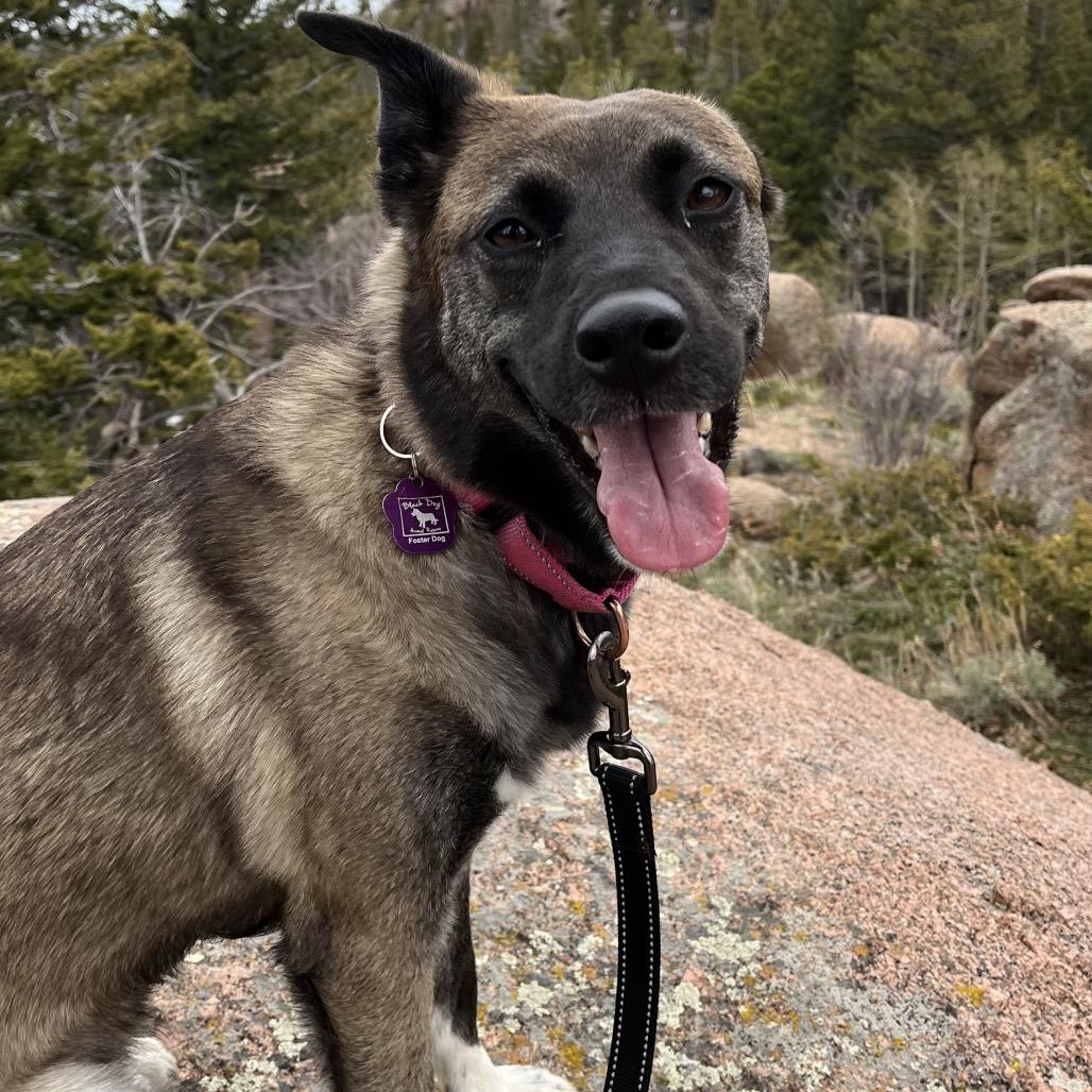 Enlarge Aria, a Adoptable mixed breed in Cheyenne, WY image 4/5