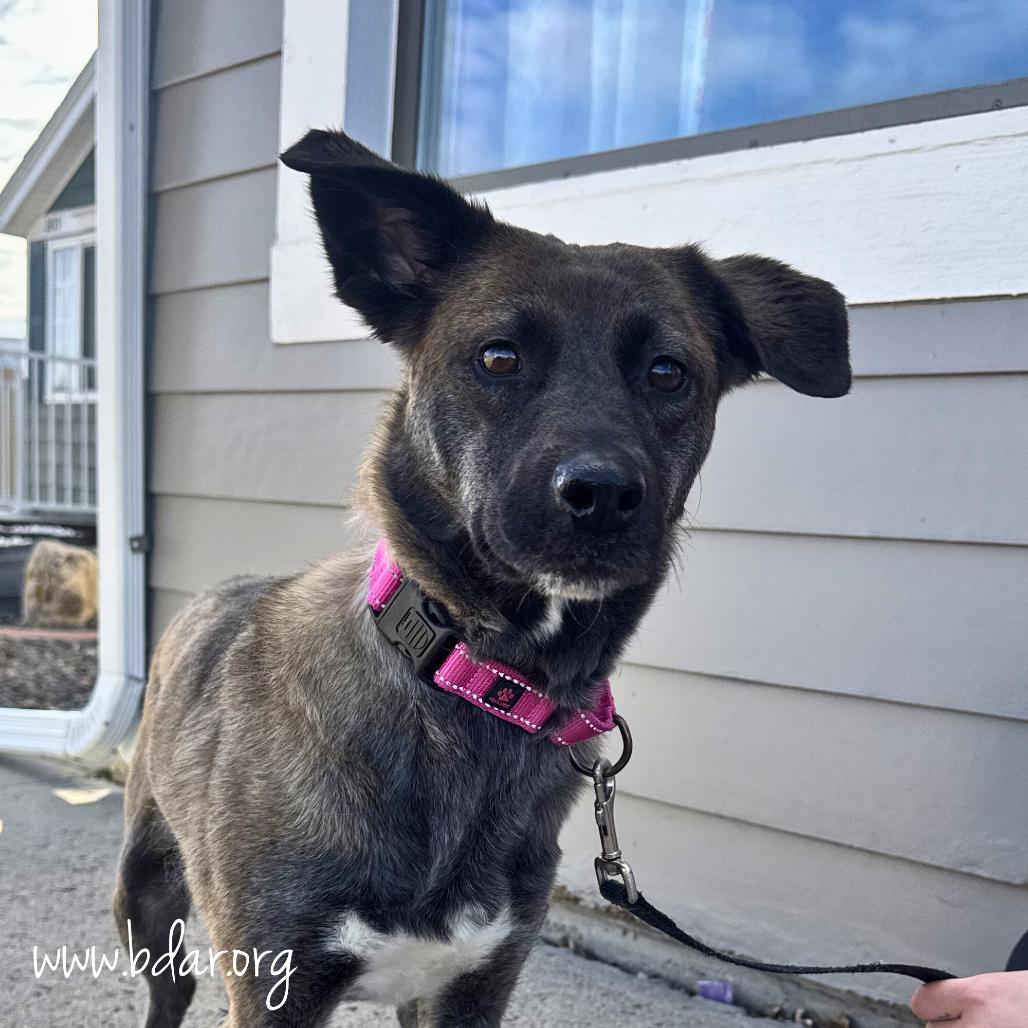 Enlarge Aria, a Adoptable mixed breed in Cheyenne, WY image 5/5