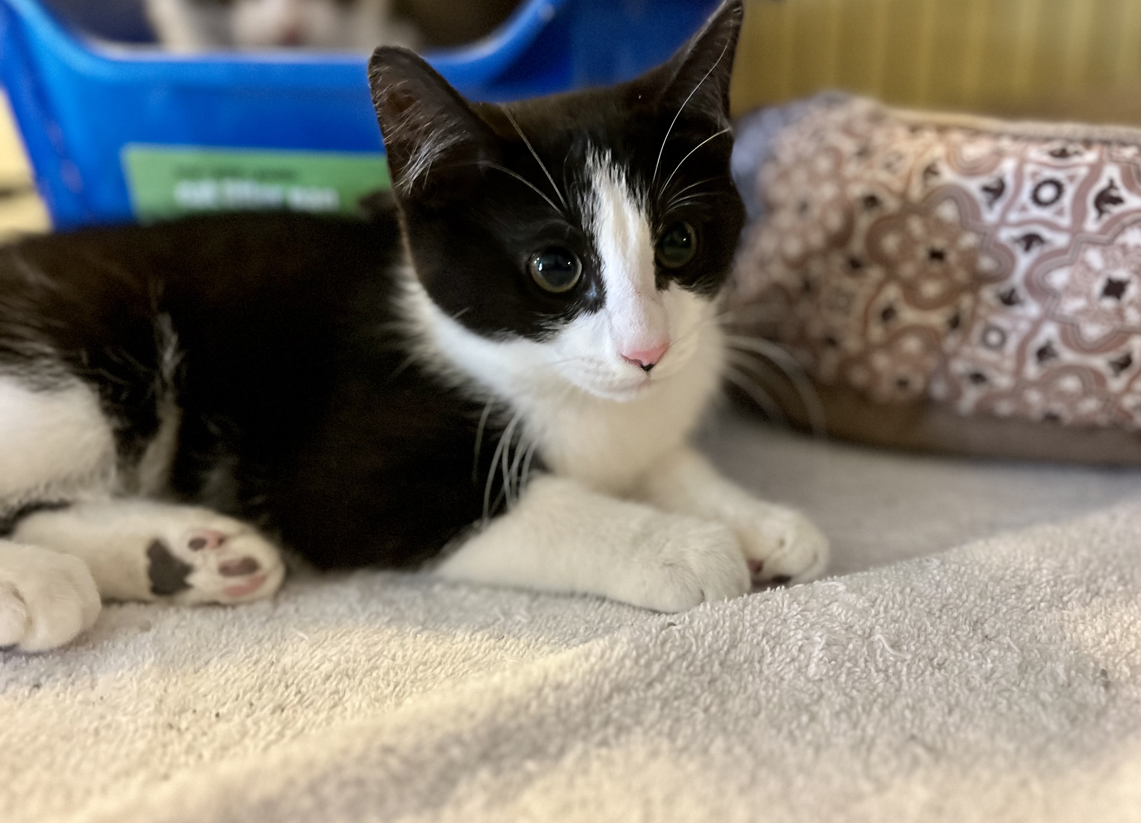 Spike, a Adoptable Domestic Short Hair in Greensboro, NC image 4/5