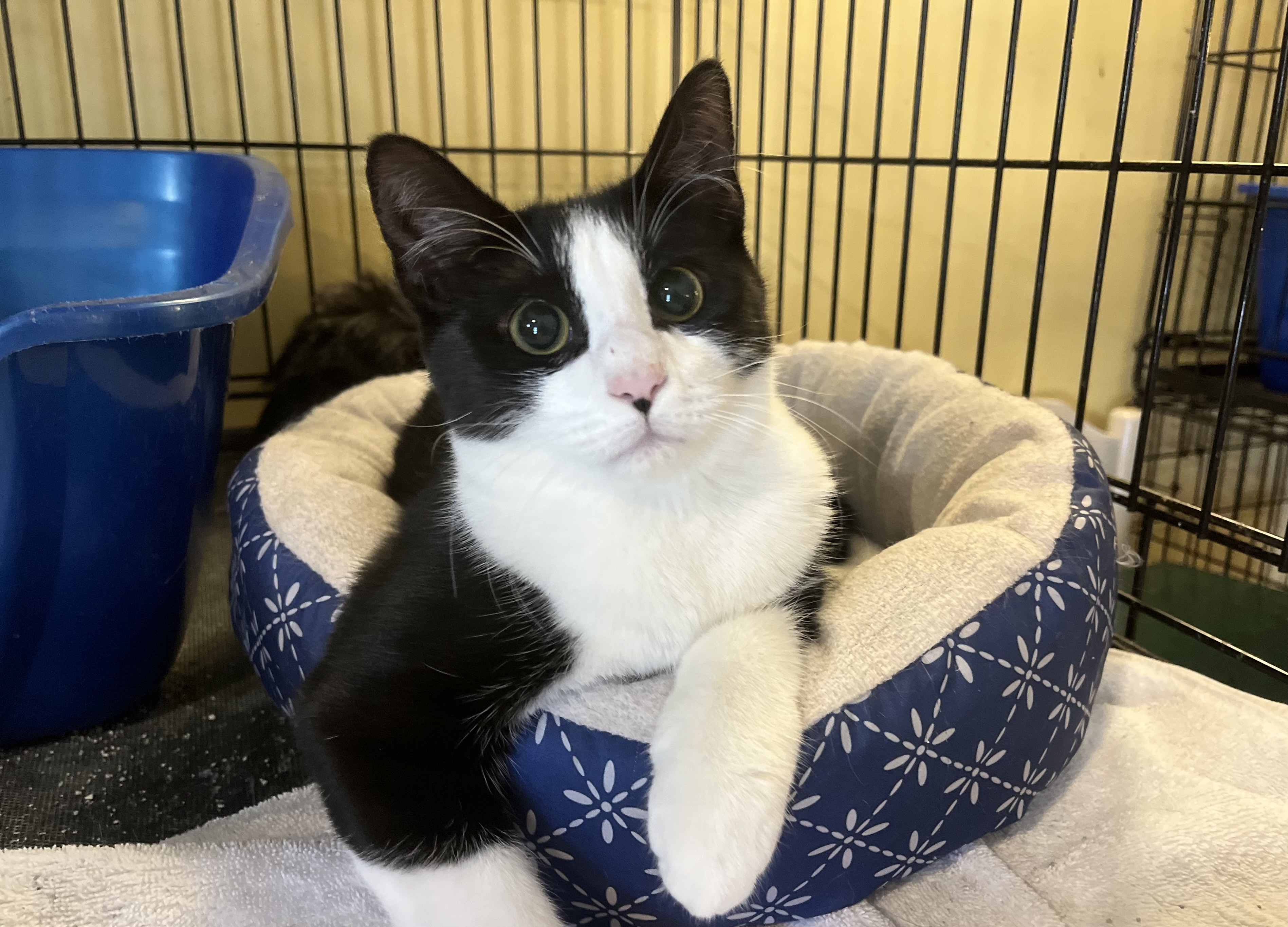Spike, a Adoptable Domestic Short Hair in Greensboro, NC image 1/5