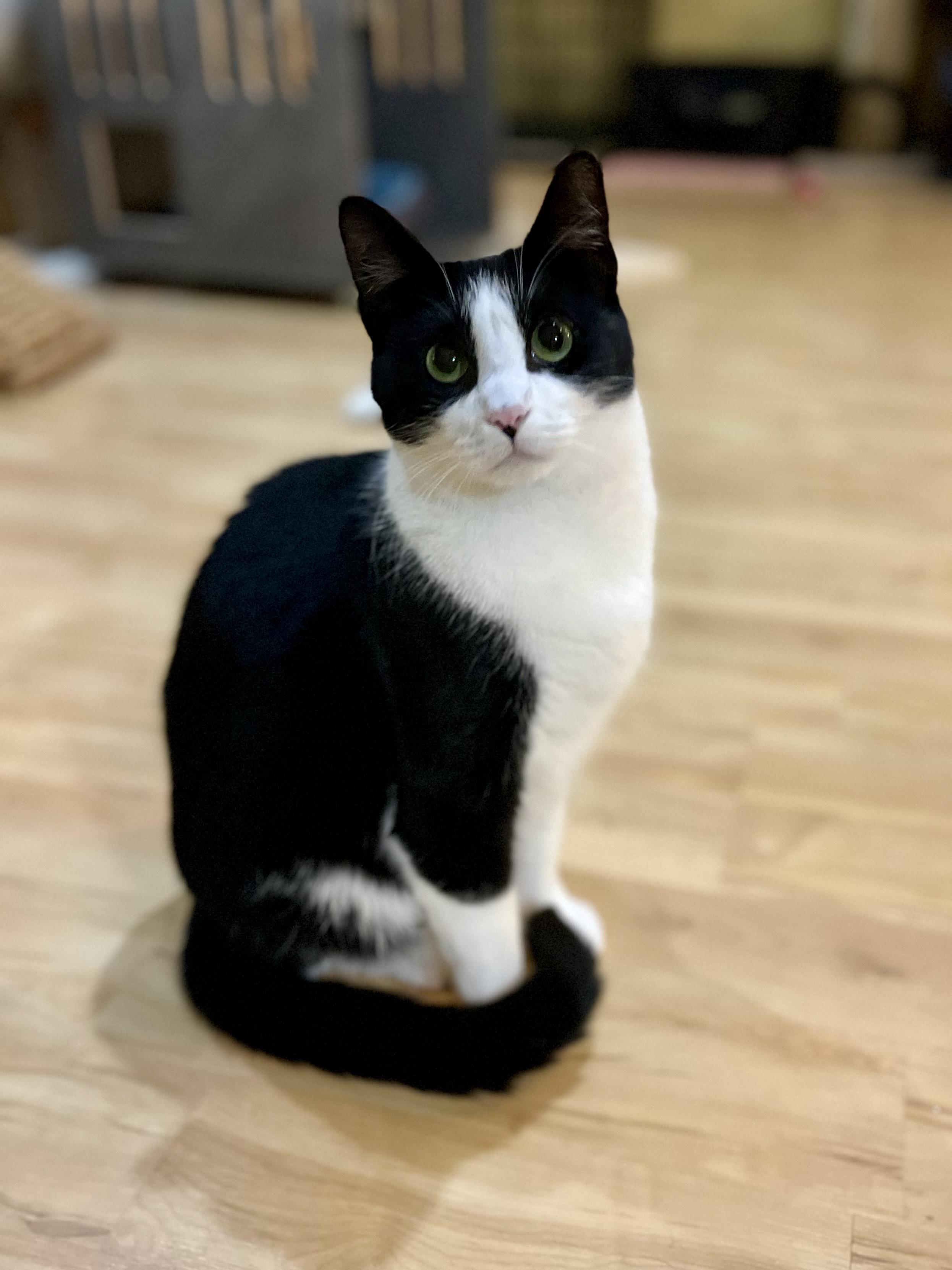 Spike, a Adoptable Domestic Short Hair in Greensboro, NC image 2/5