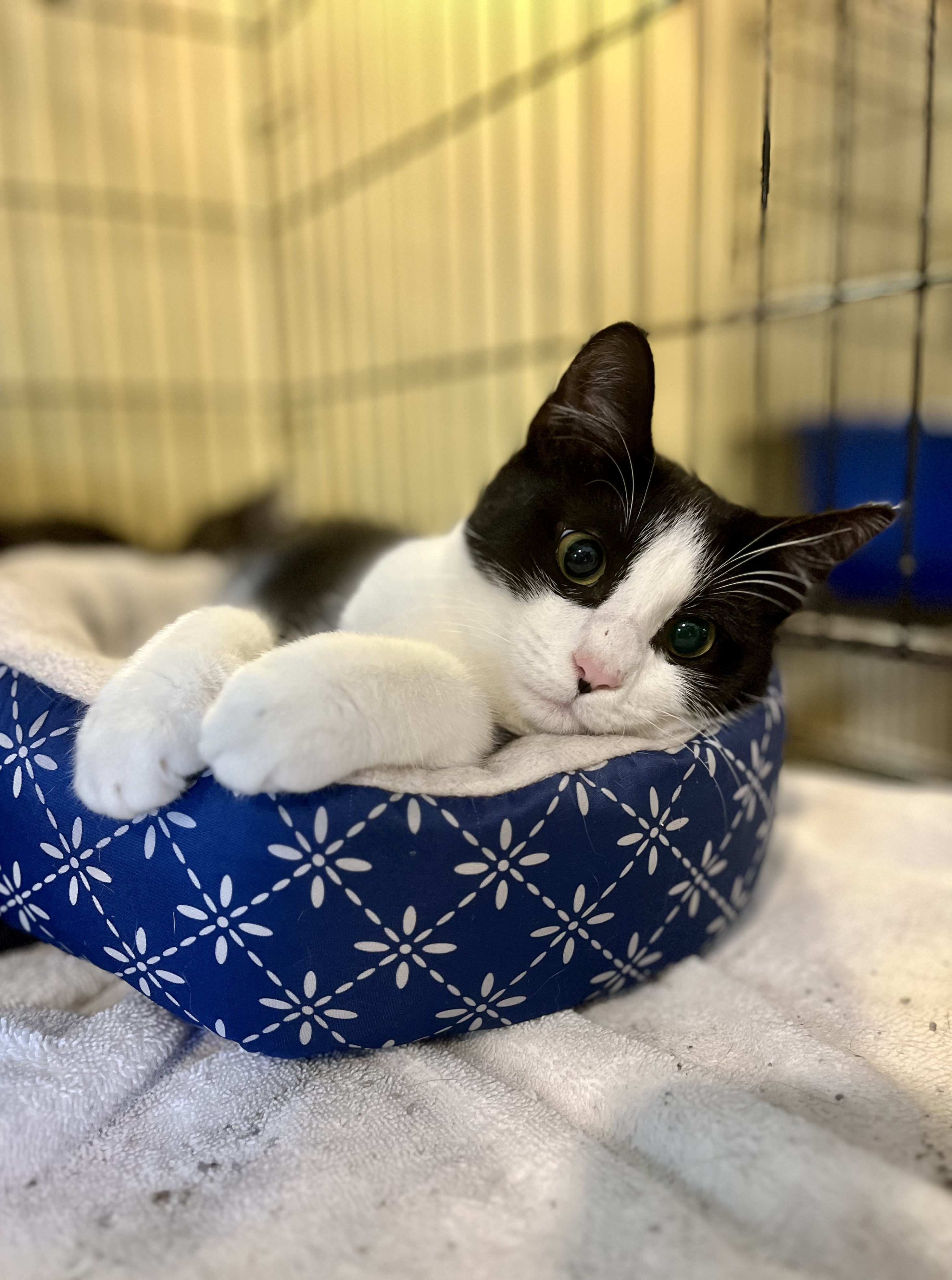 Spike, a Adoptable Domestic Short Hair in Greensboro, NC image 5/5