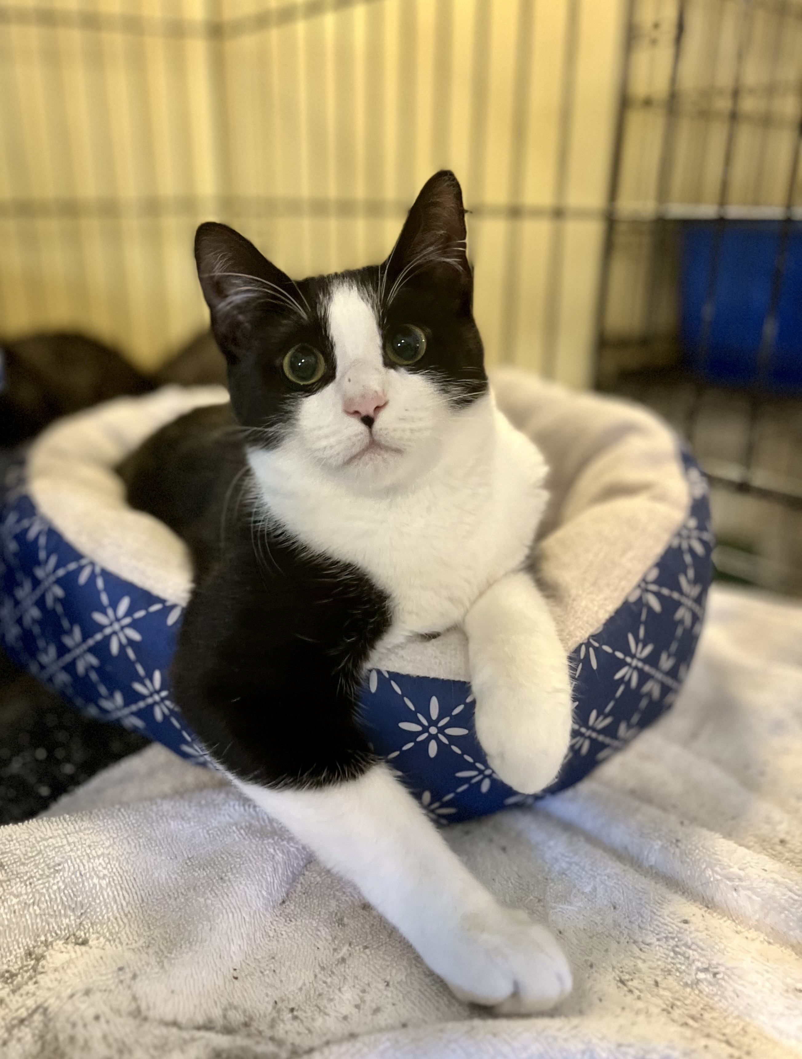 Spike, a Adoptable Domestic Short Hair in Greensboro, NC image 3/5