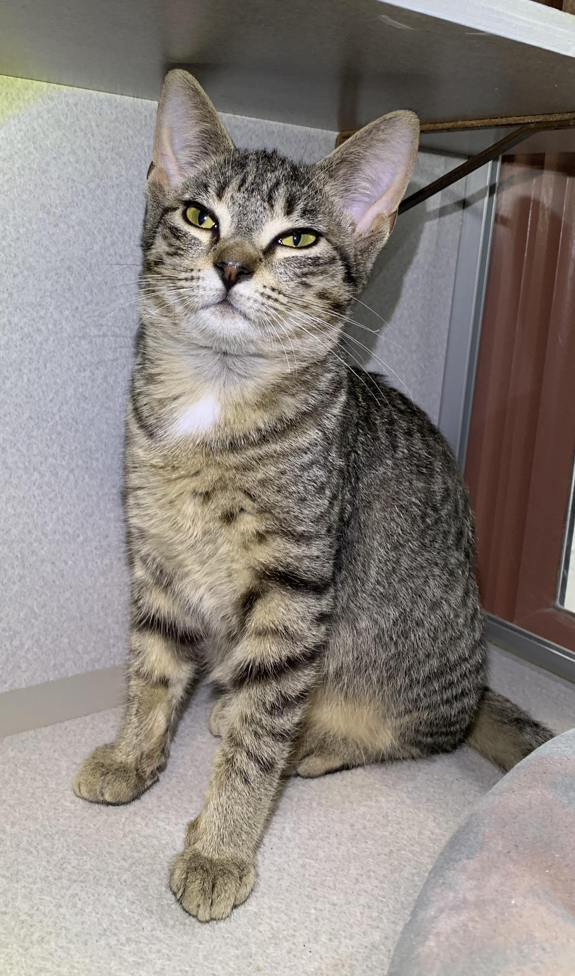 Mindy, a ADOPTABLE mixed breed in Massena, NY image 2/2