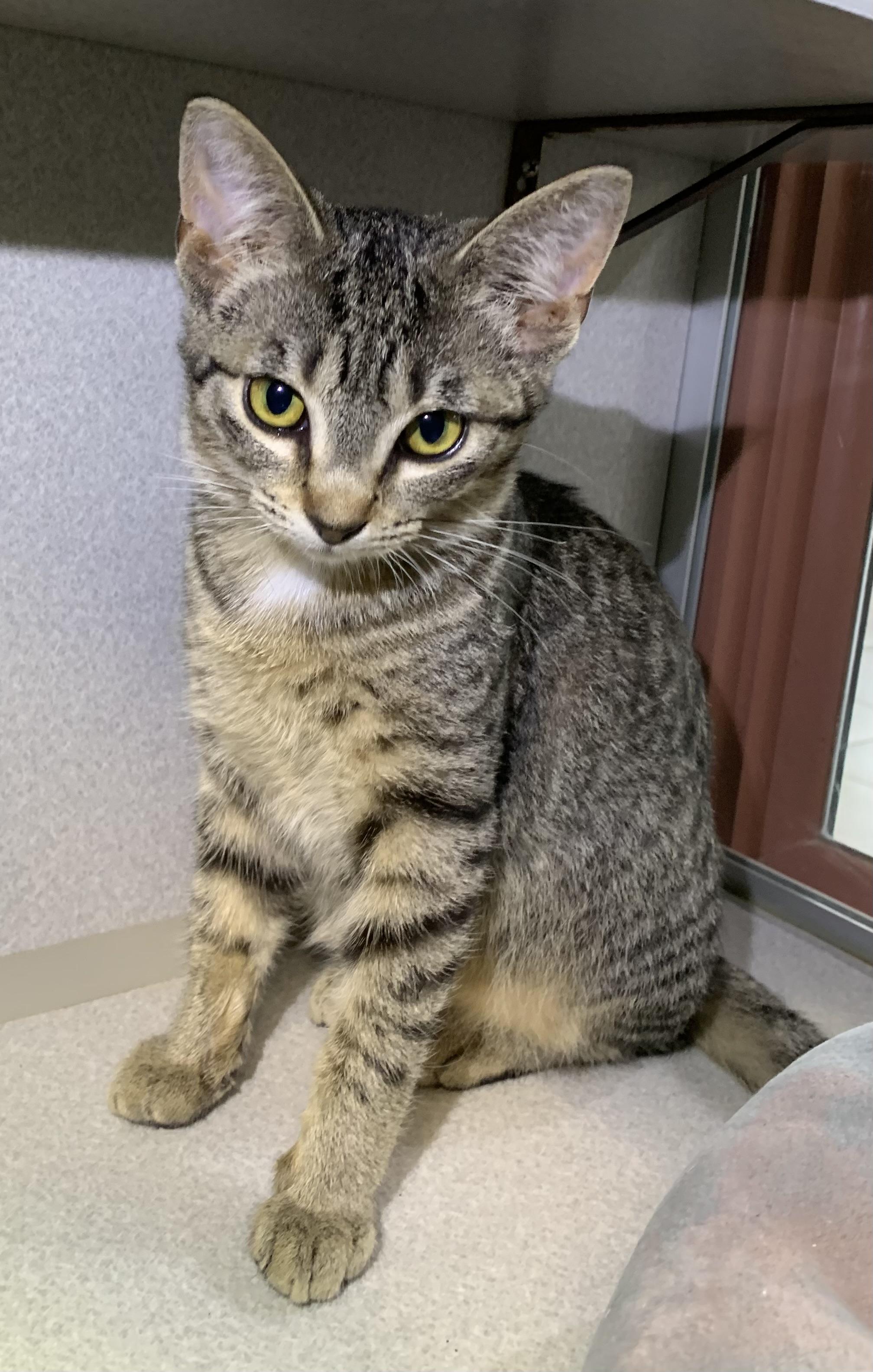 Mindy, ADOPTABLE, Young Female Domestic Short Hair.