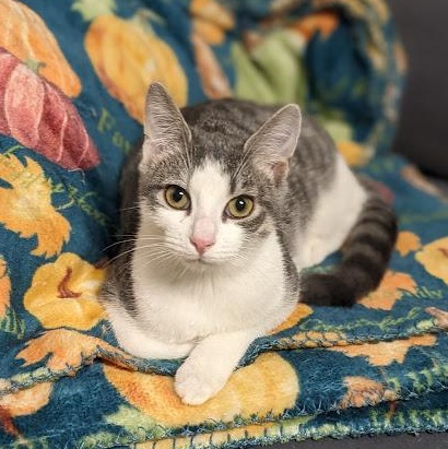 Dorothy Ann aka "Dot", a Adoptable mixed breed in Shippenville, PA image 3/5