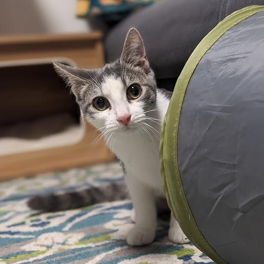 Dorothy Ann aka "Dot", a Adoptable mixed breed in Shippenville, PA image 2/5