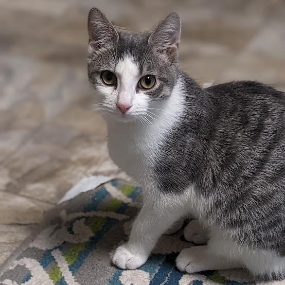 Dorothy Ann aka "Dot", a Adoptable mixed breed in Shippenville, PA image 4/5