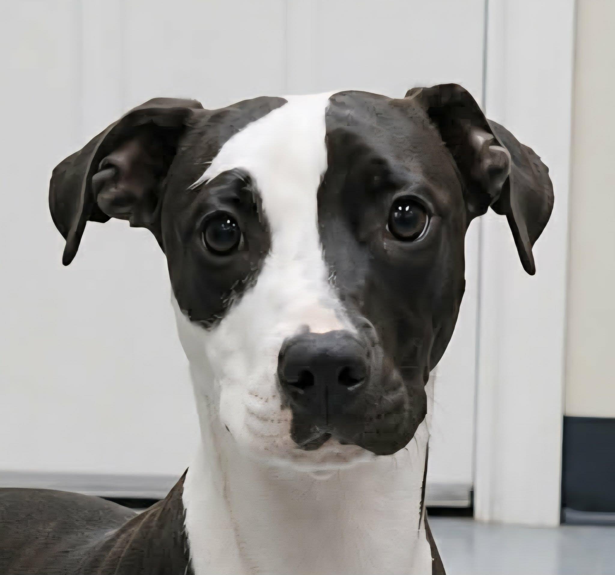 Enlarge Charmer, a ADOPTABLE mixed breed in Newport, TN image 1/2