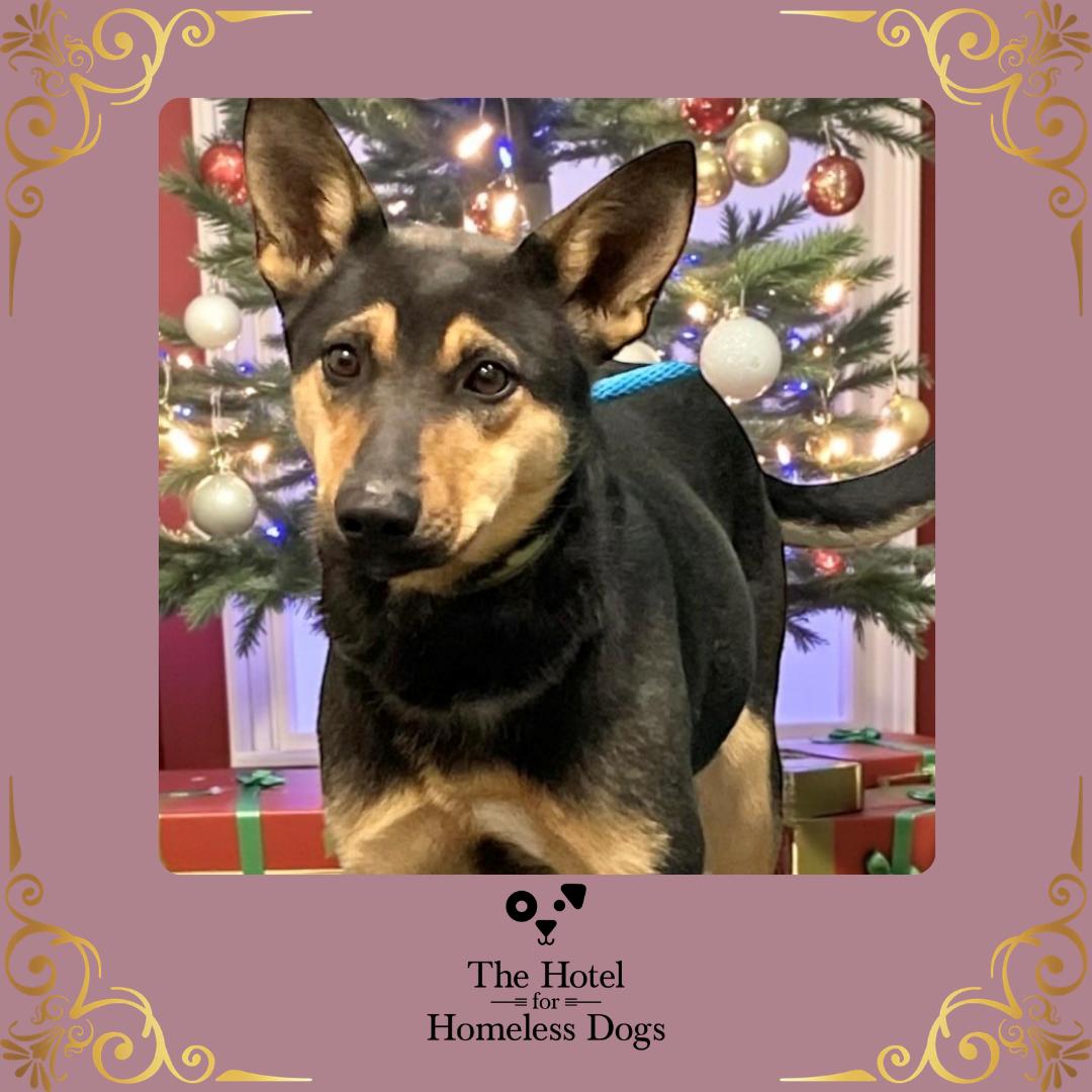 Sephora, adopted, Adult Female Shepherd & Terrier.
