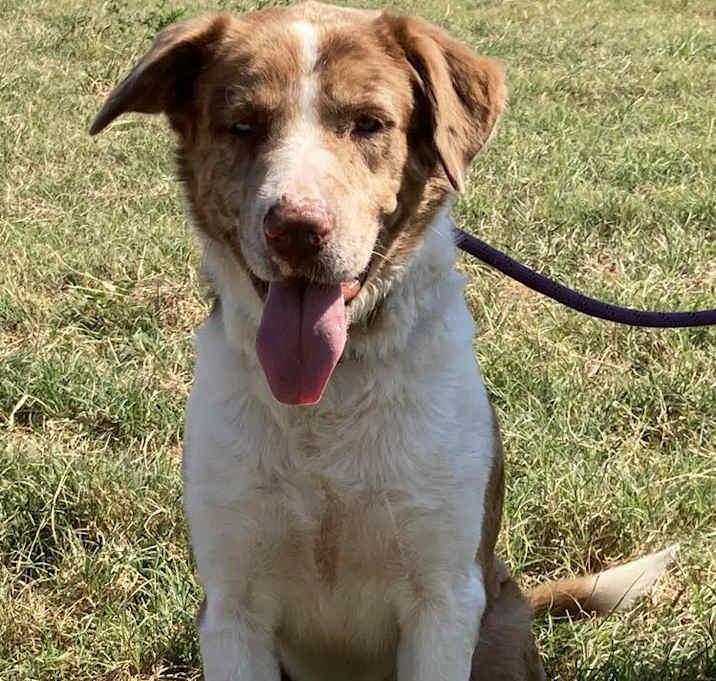 Enlarge Twister, a Adoptable Australian Cattle Dog / Blue Heeler in Brookshire, TX image 3/3