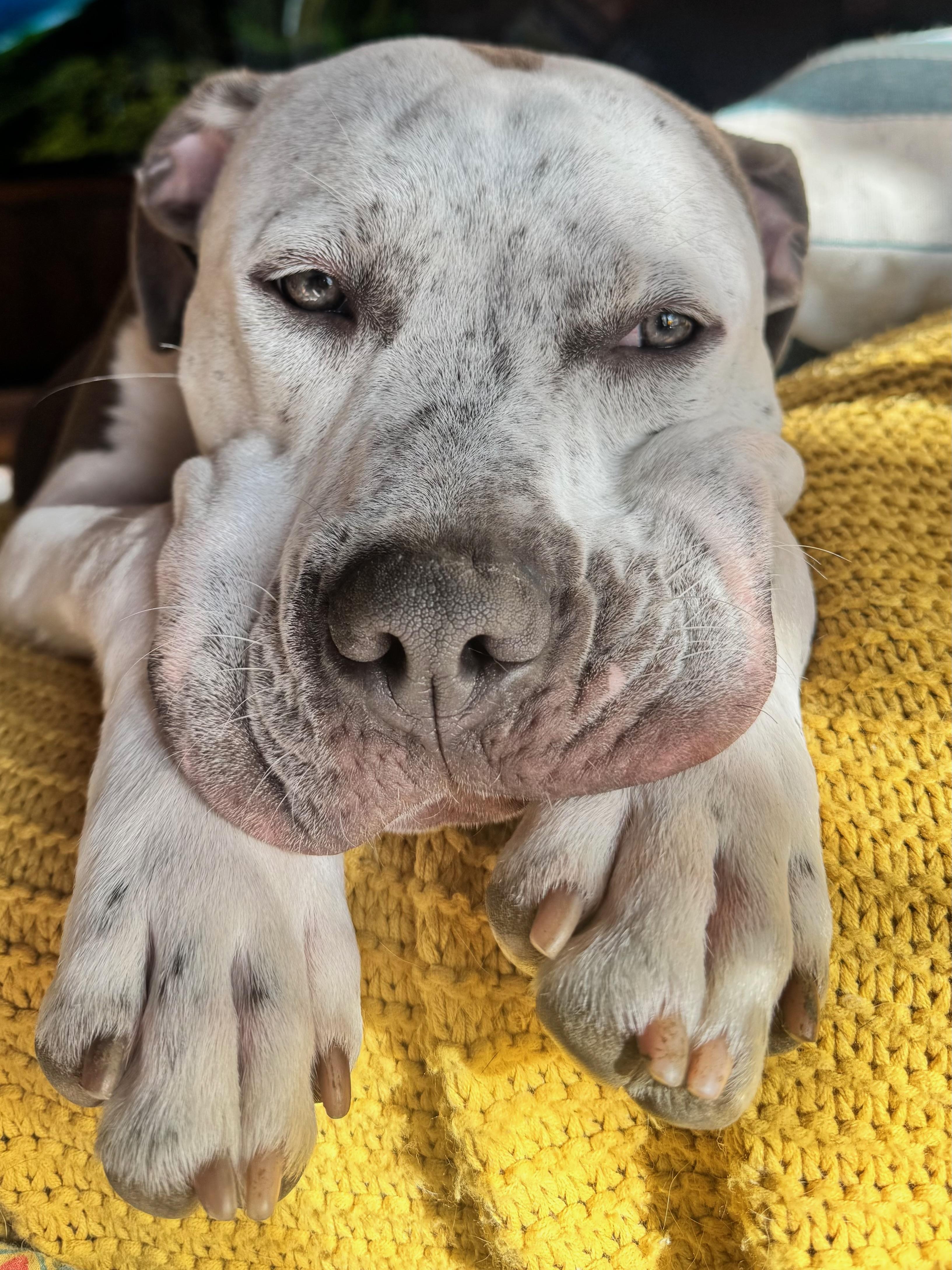 Buddha the Cuddling Puppy, ADOPTABLE, Young Male Pit Bull Terrier.