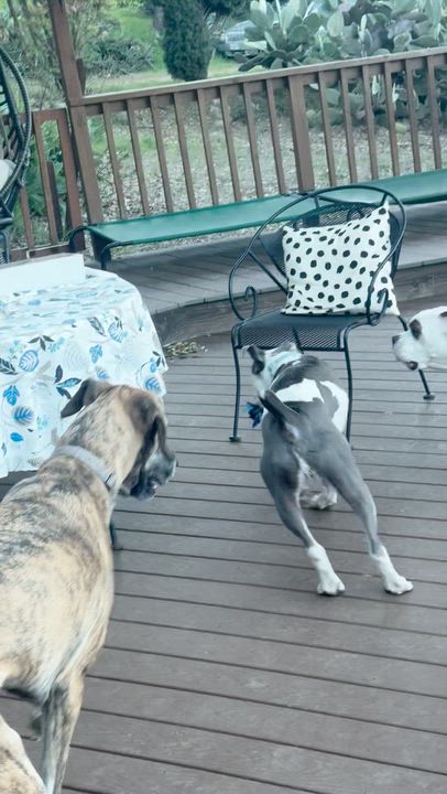 Enlarge Buddha the Cuddling Puppy, a ADOPTABLE mixed breed in Los Angeles, CA video 4/5