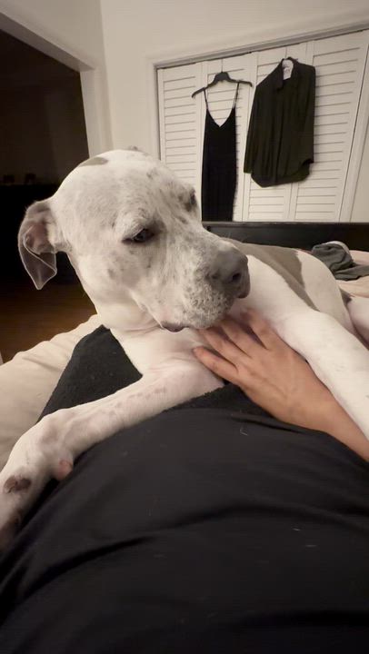 Enlarge Buddha the Cuddling Puppy, a ADOPTABLE mixed breed in Los Angeles, CA video 5/5