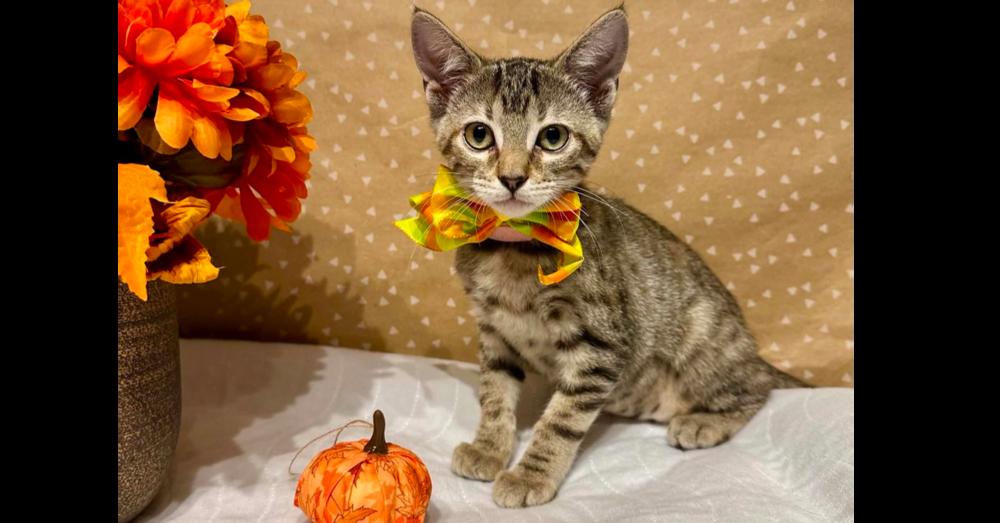 Cadet, Adoptable, Kitten Female Domestic Short Hair.